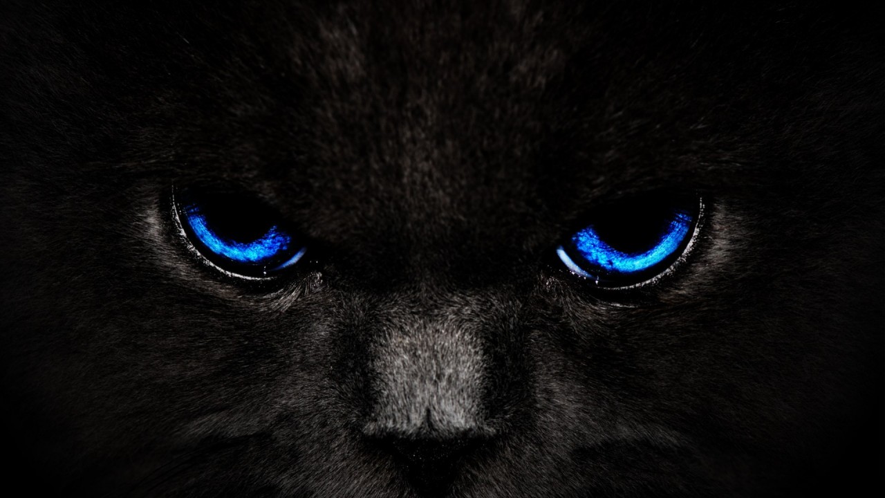 HD Black Cat Wallpaper Smart Phone