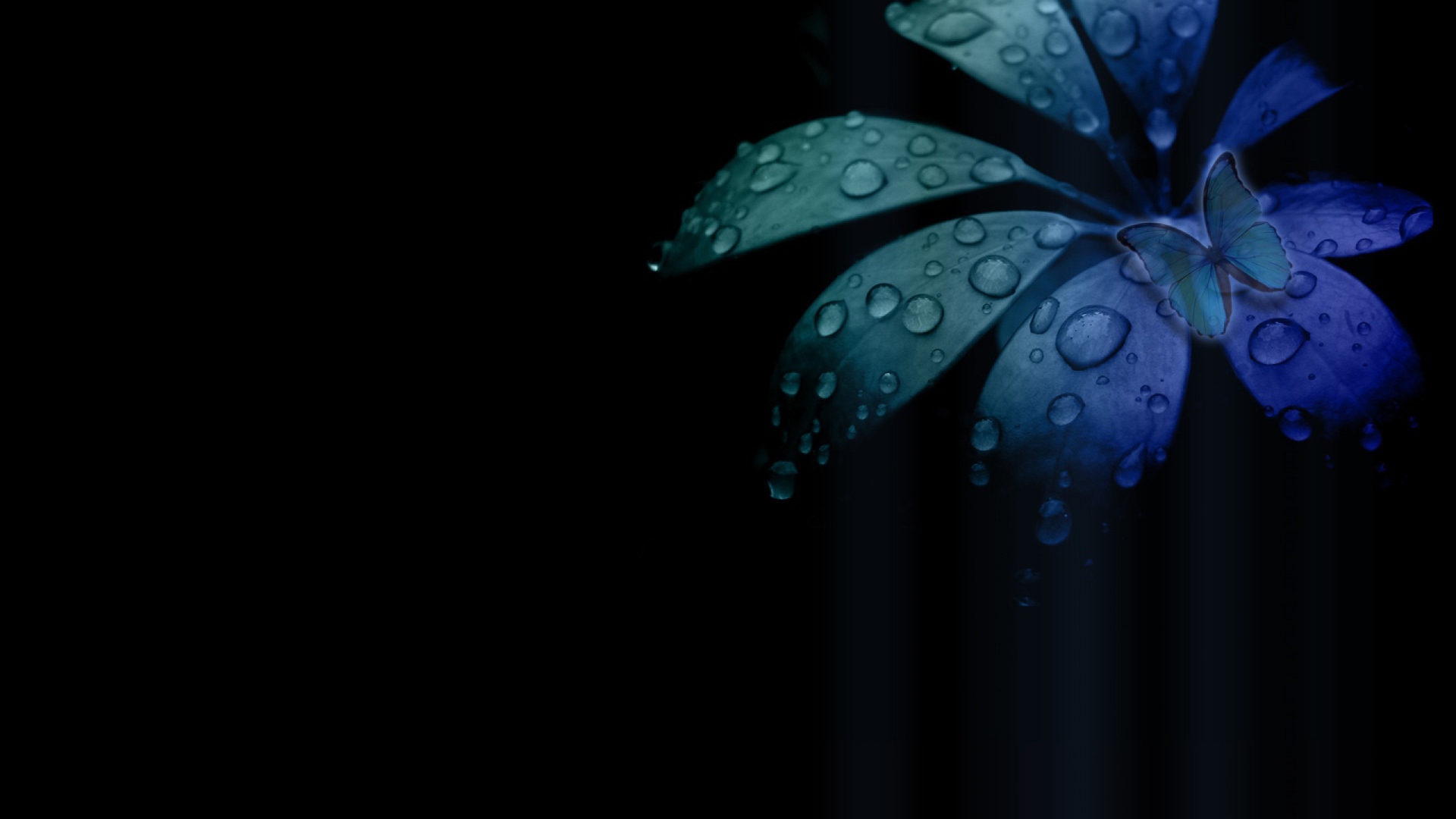 Black and blue flower wallpaper Desktop