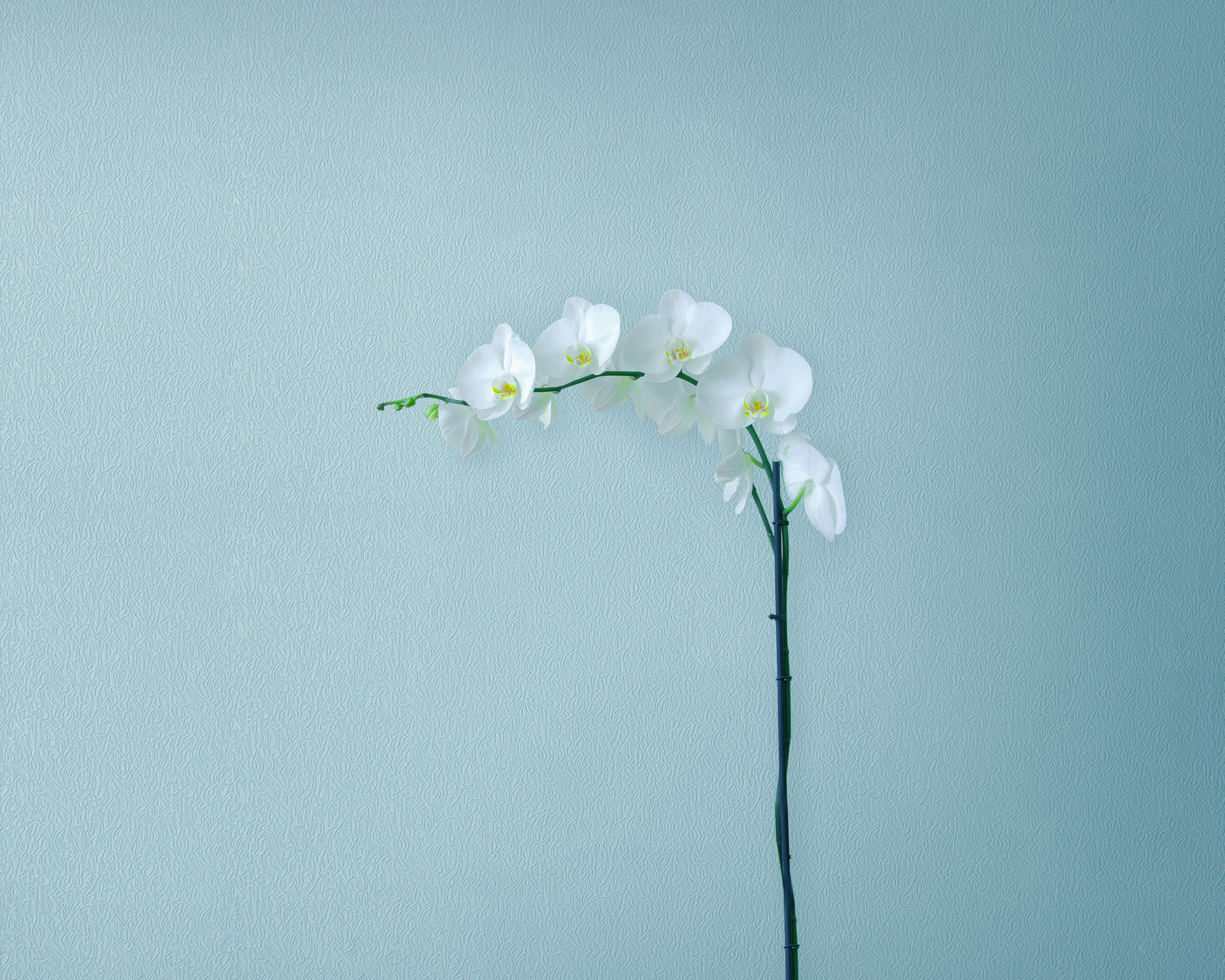 White Orchids Wallpaper 4K, Orchid