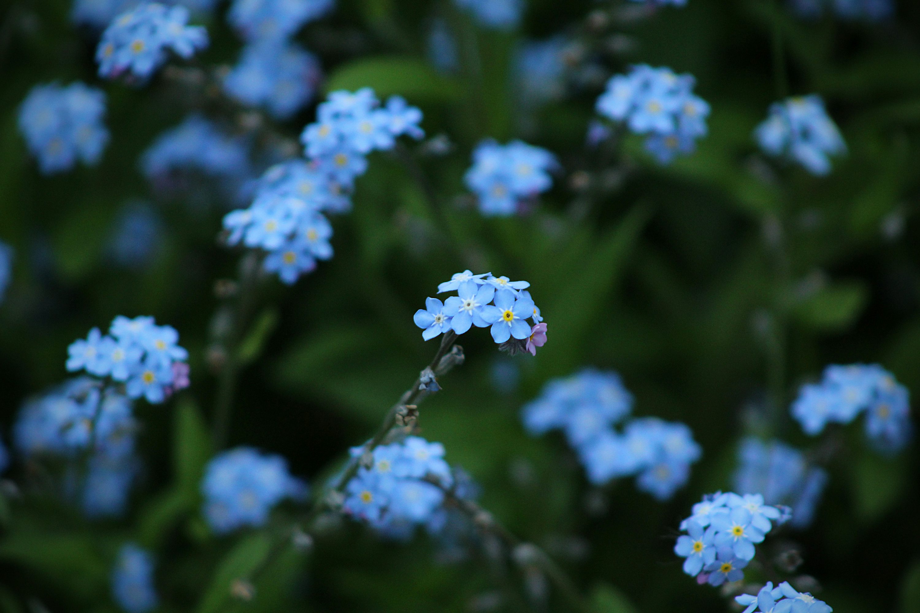 Blue Flower Picture HD