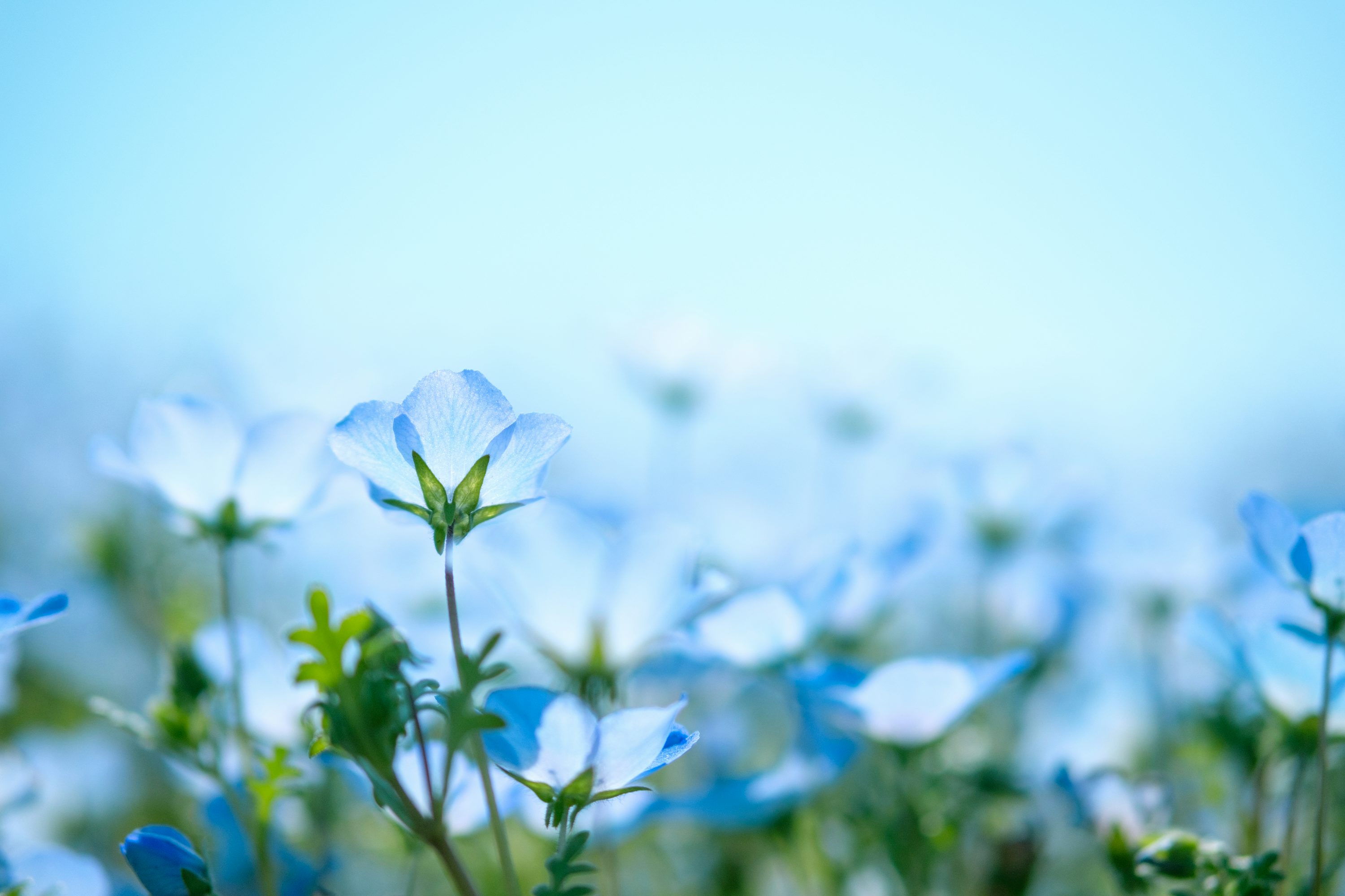 Closeup photography of blue petaled