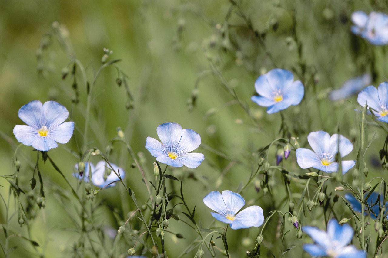 Blue Flower & Nature Image