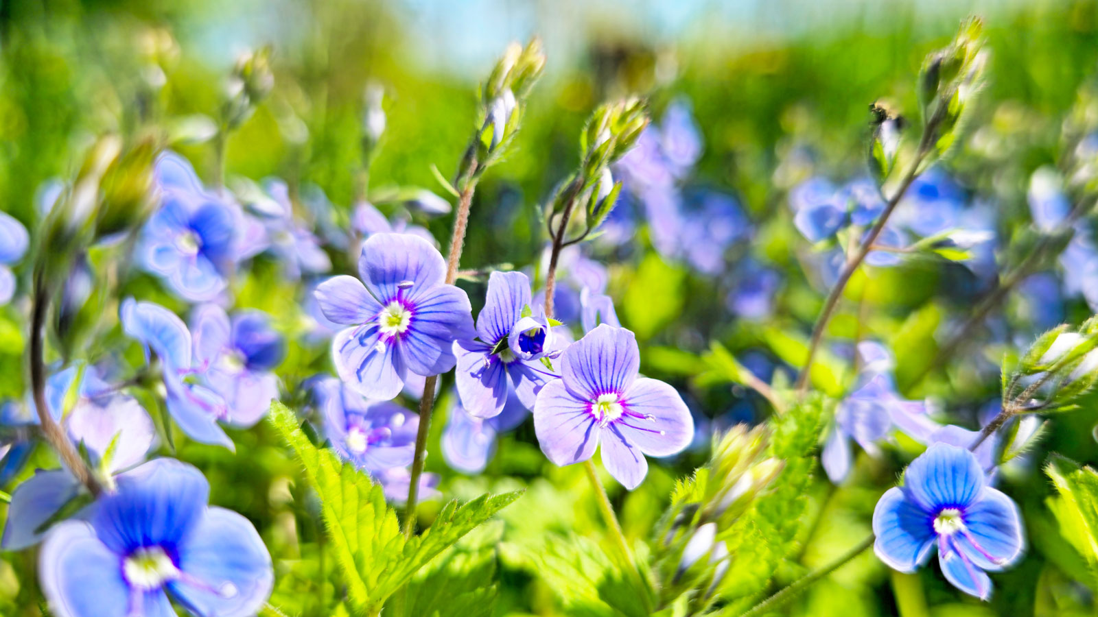 Fancy A Blue Garden Design? Try These
