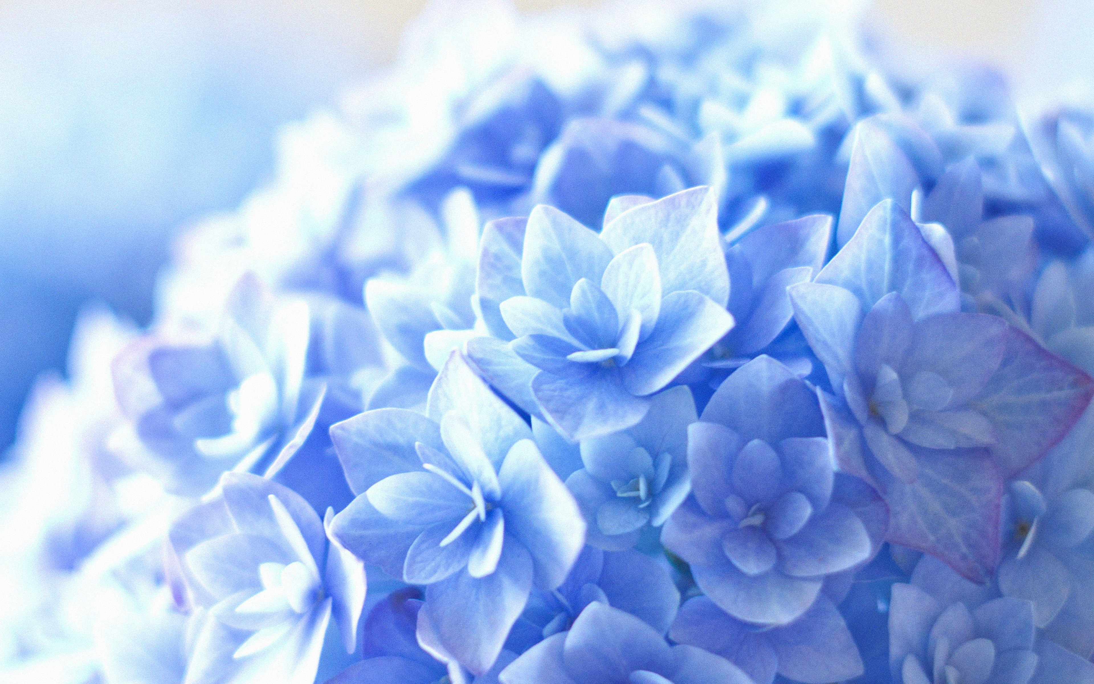 Blue Hortensia Flower Beautiful Nature