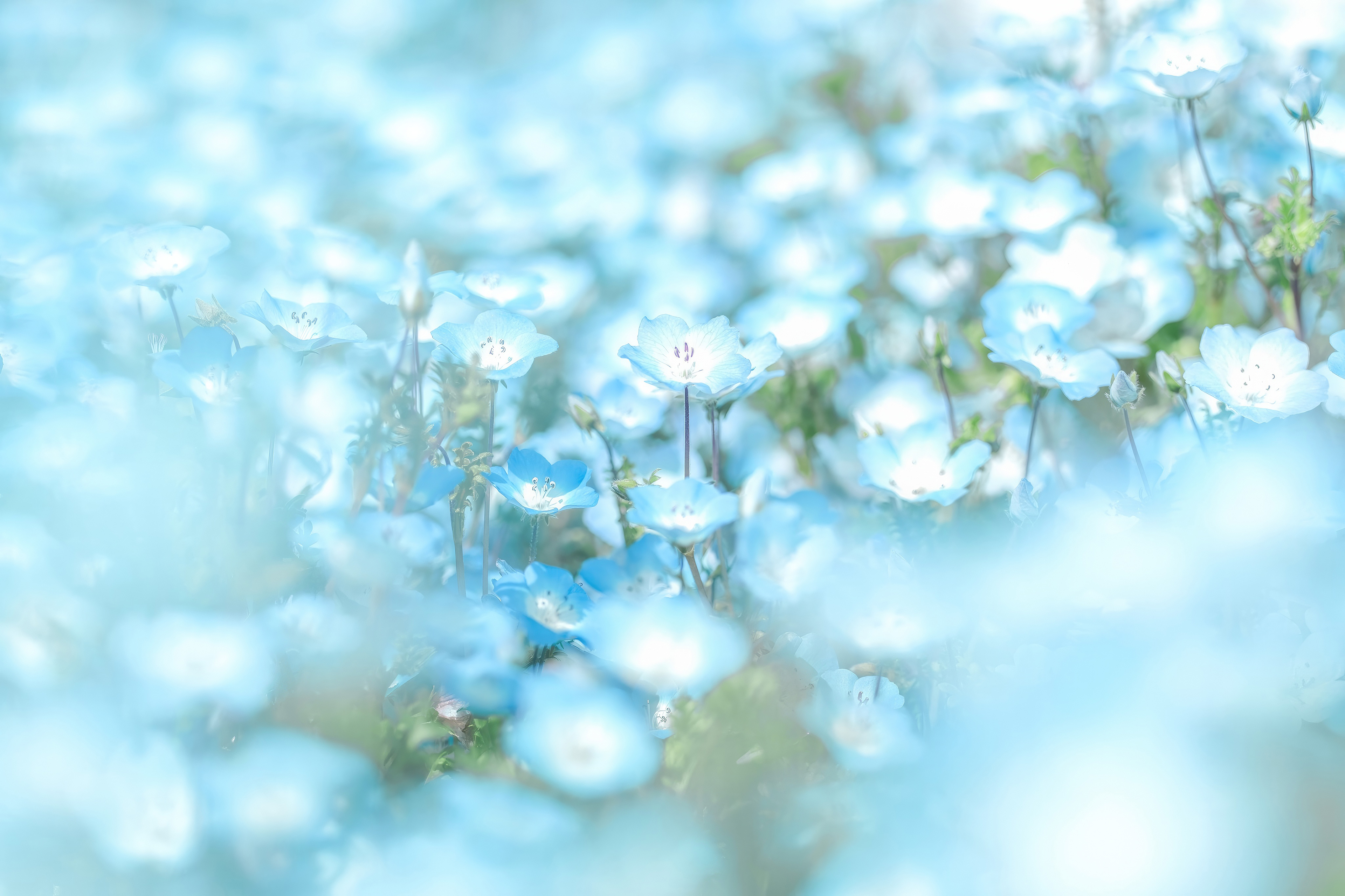 Blue Flowers Minimal 4k Wallpaper, HD