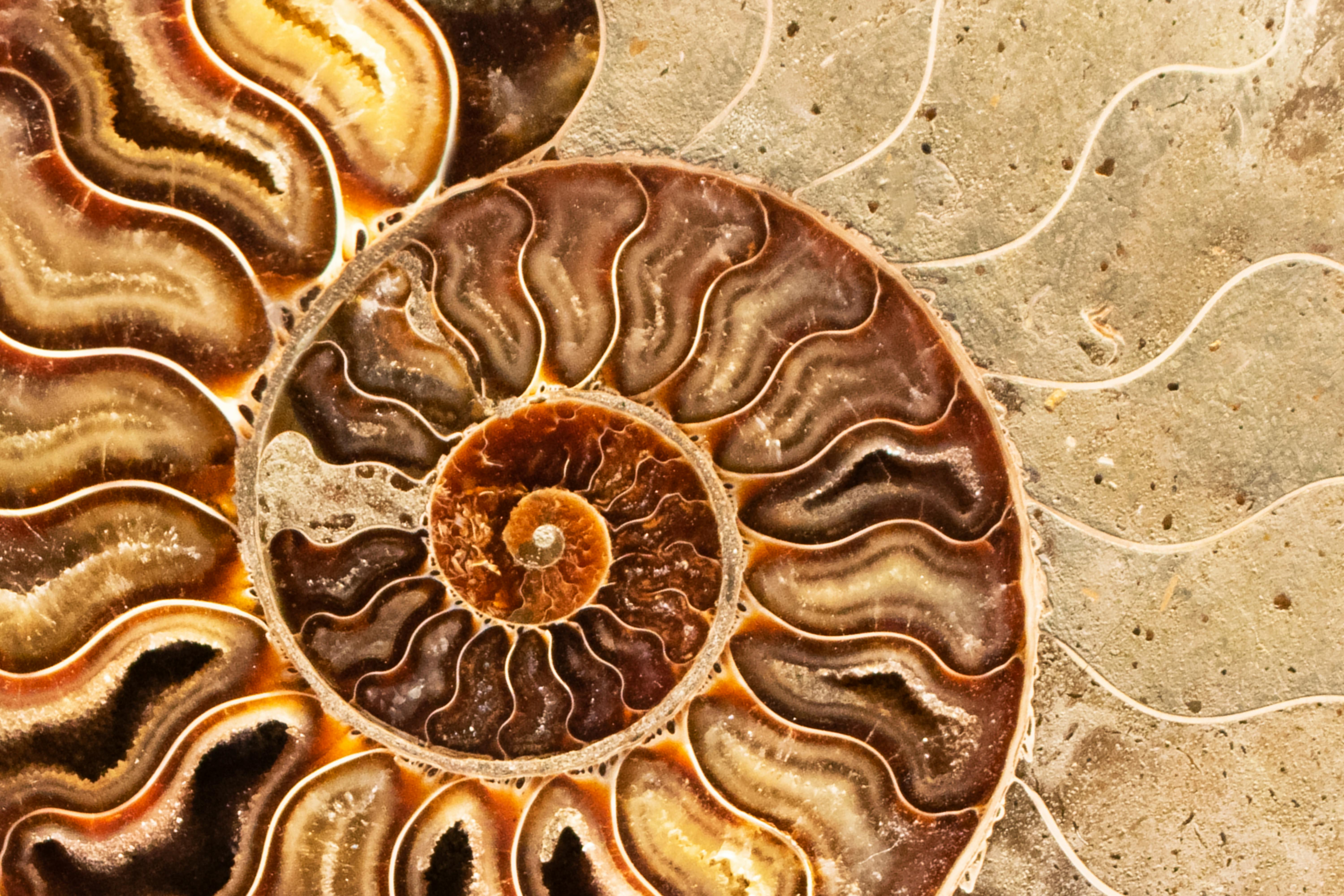 Ammonite, Prehistoric fossilized