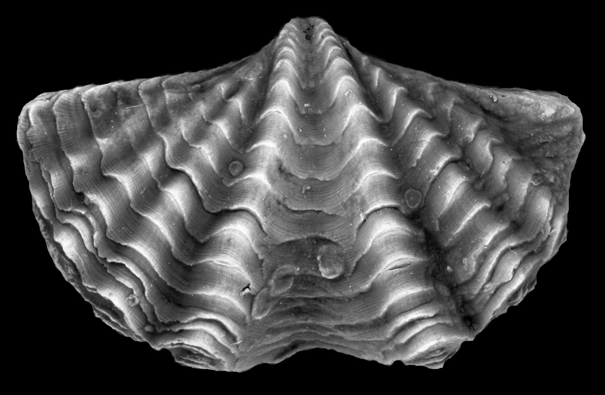 Different kinds of fossils Noble