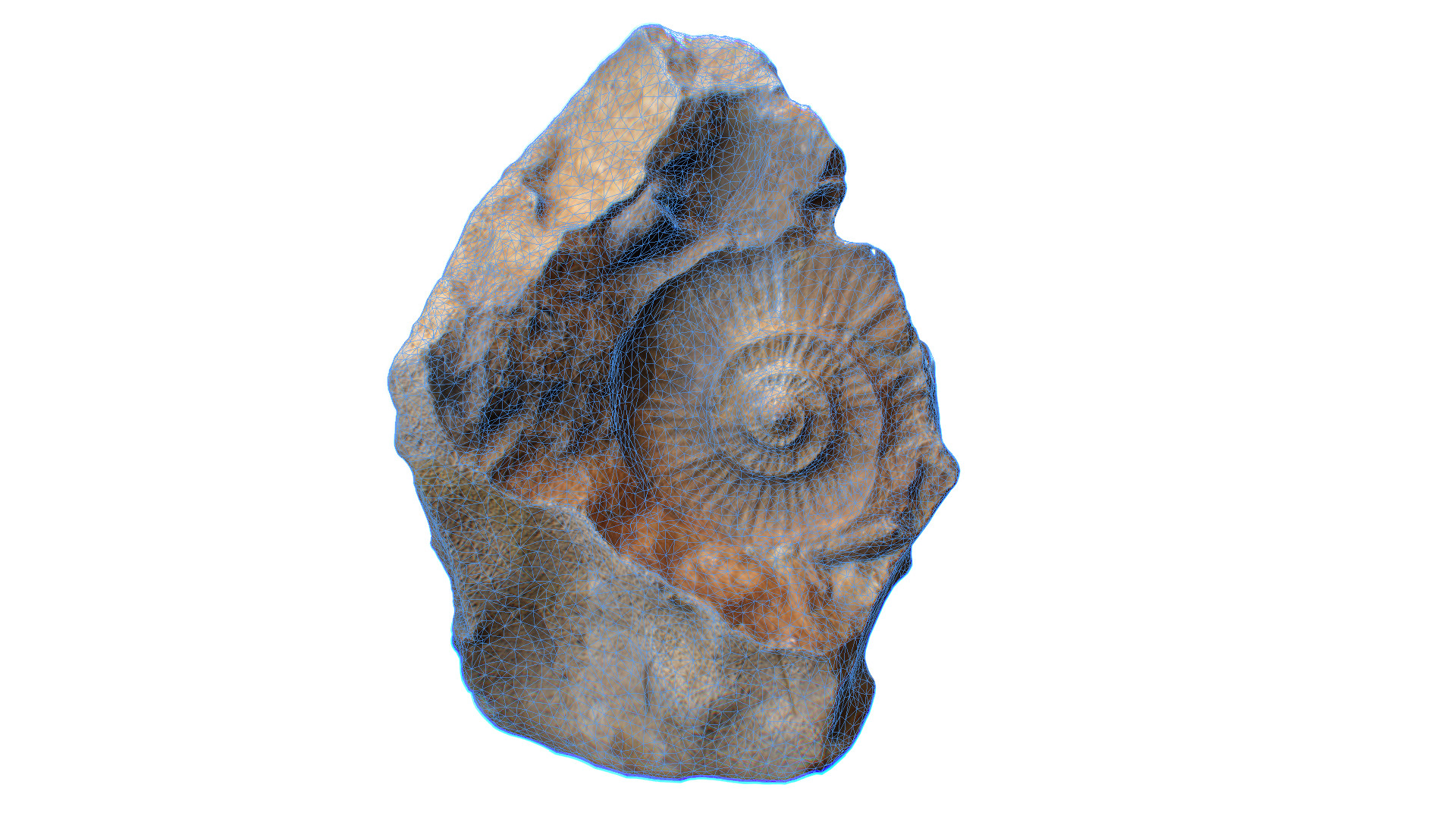 Ammonite Fossil Countermold