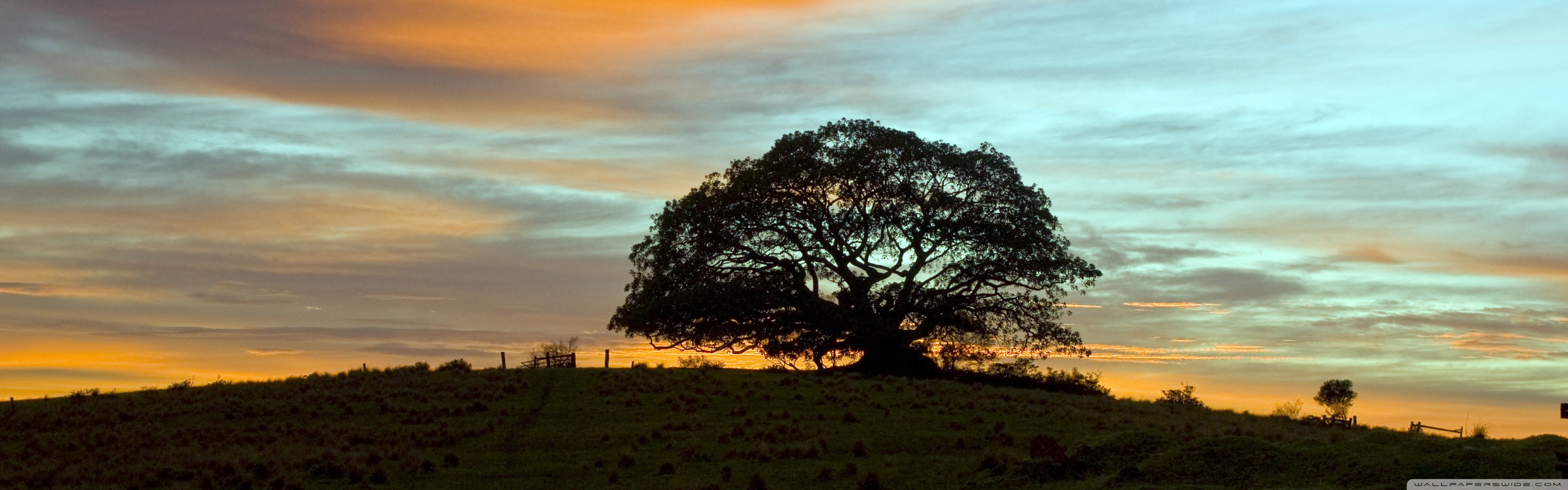 Summer Tree, Sunset 4K UHD Wallpaper