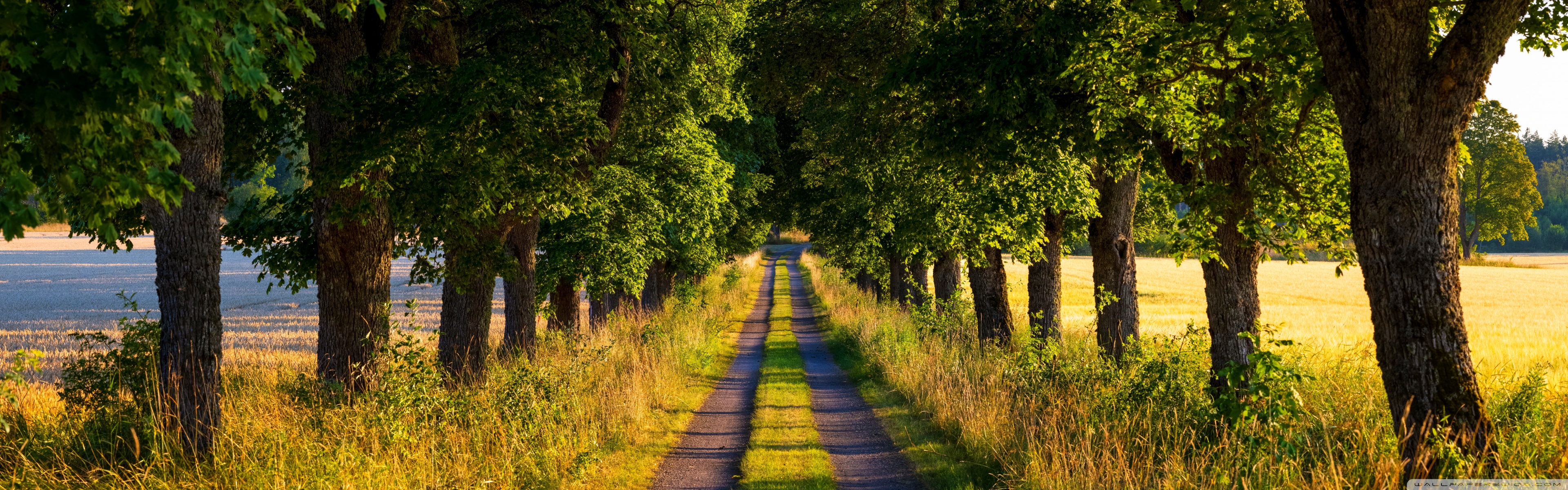 Widescreen and UltraWide Display