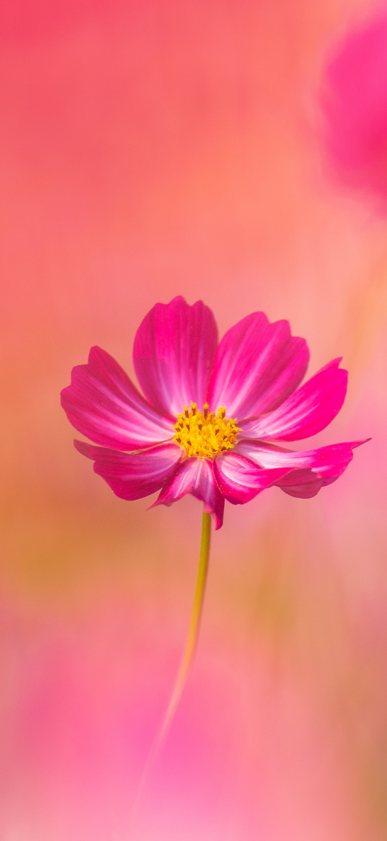 Cosmos flowers Wallpaper 4K, Pink