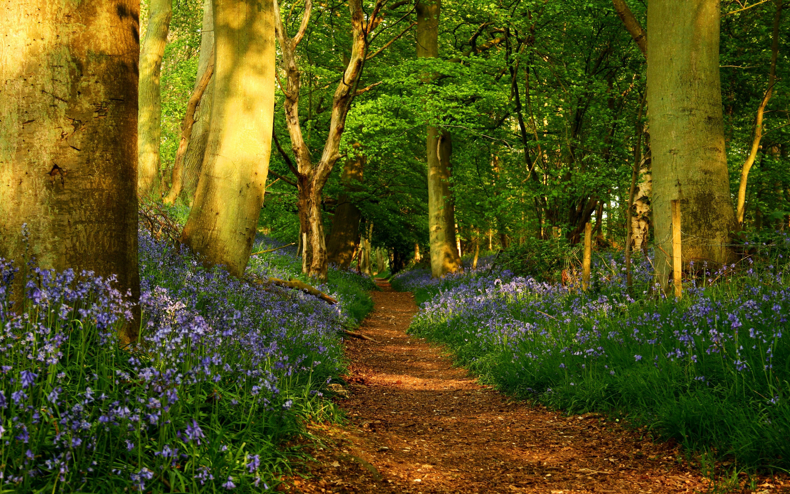 spring forest Desktop wallpaper 2560x1600