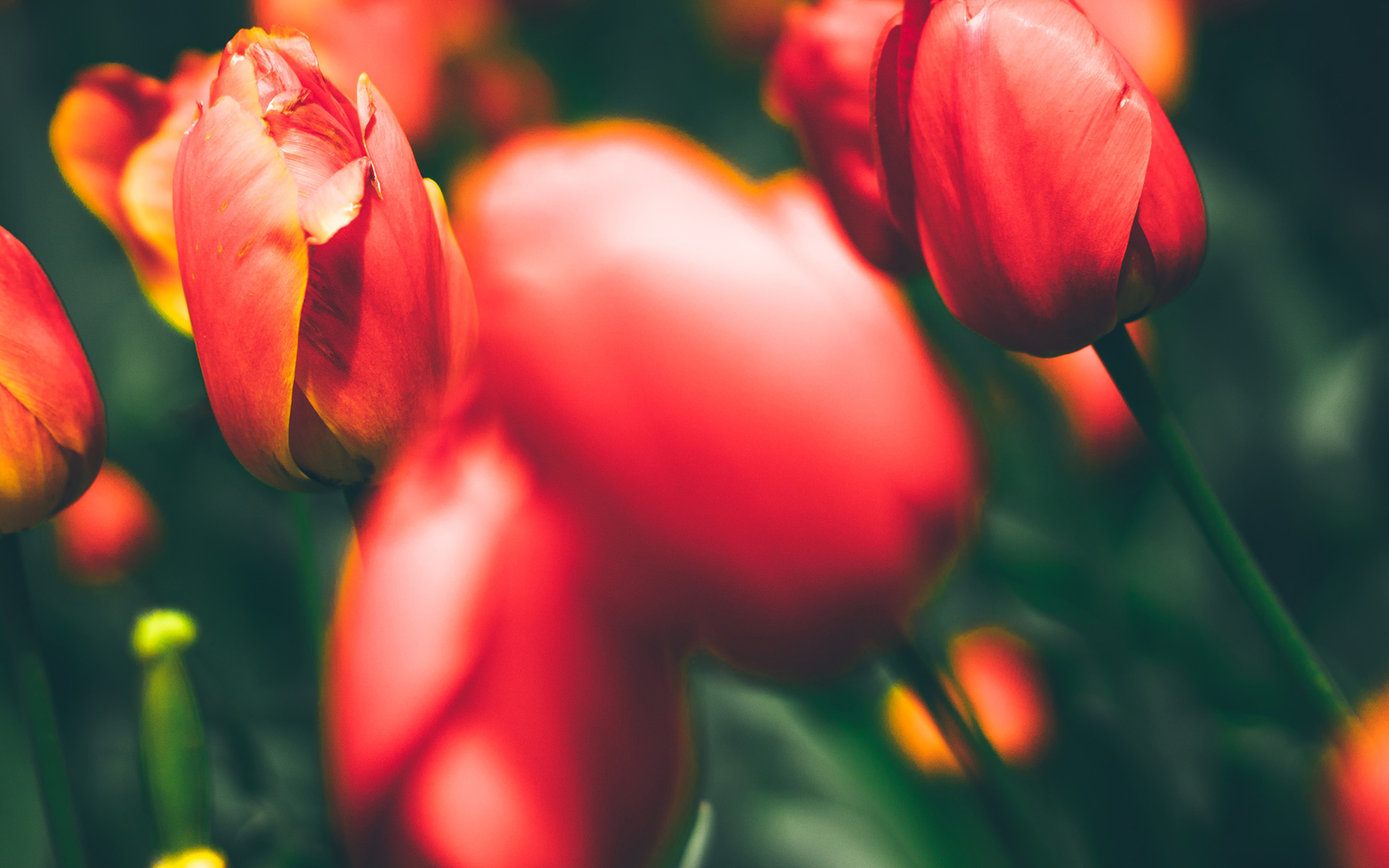 Tulips Red Flower Nature Spring