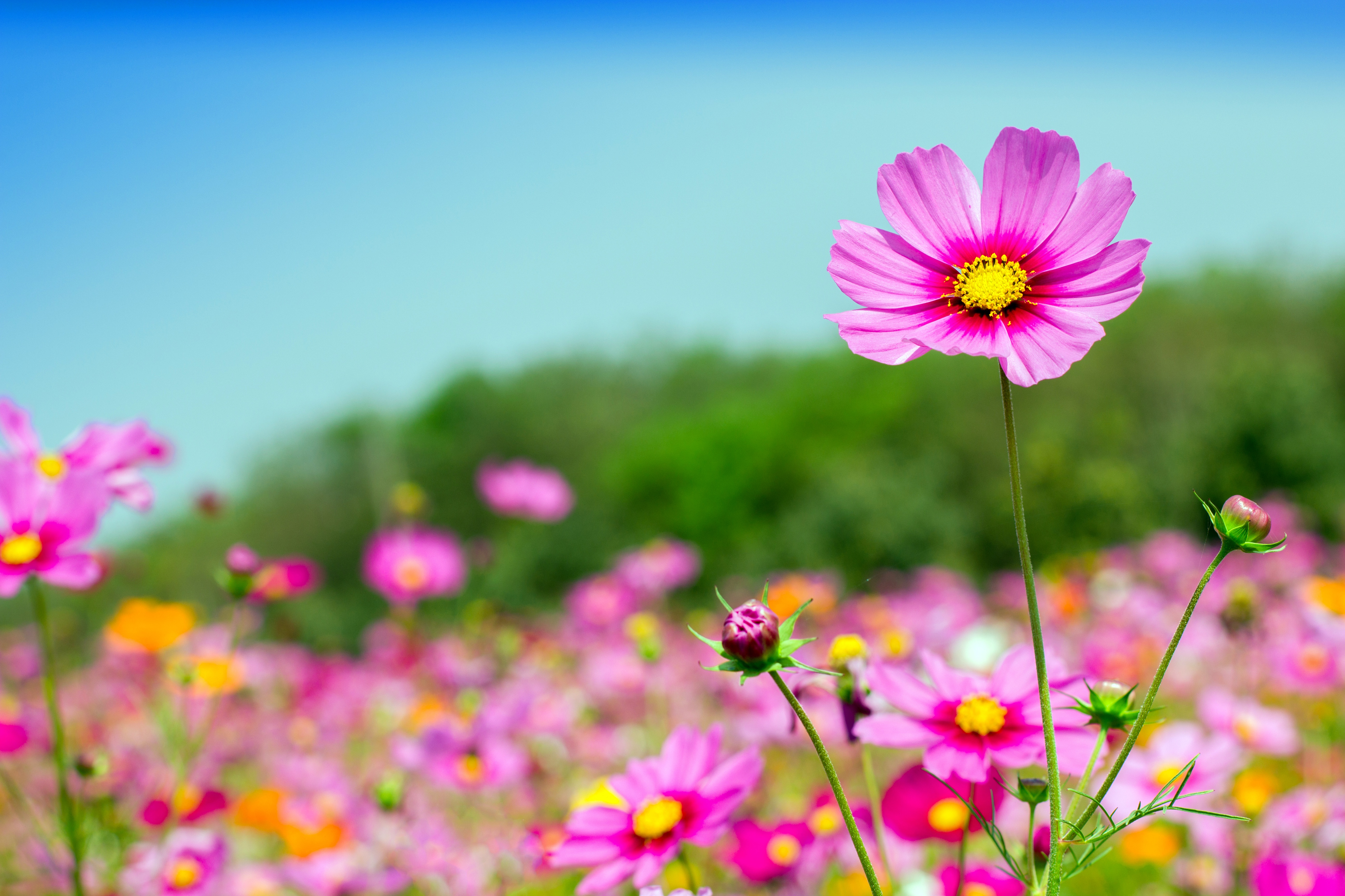 sun, flowers, summer, pink, field