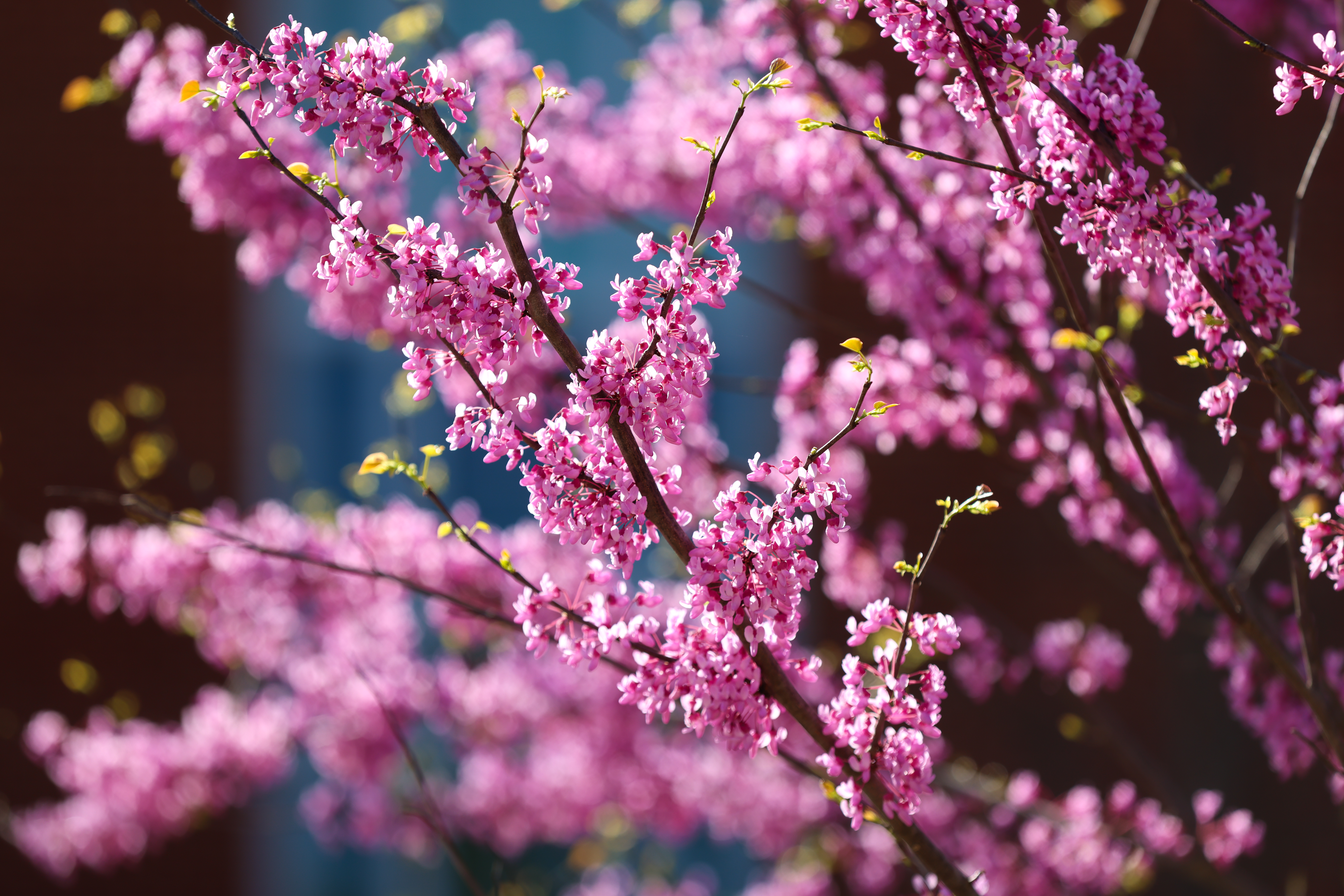 UVA Darden in Spring