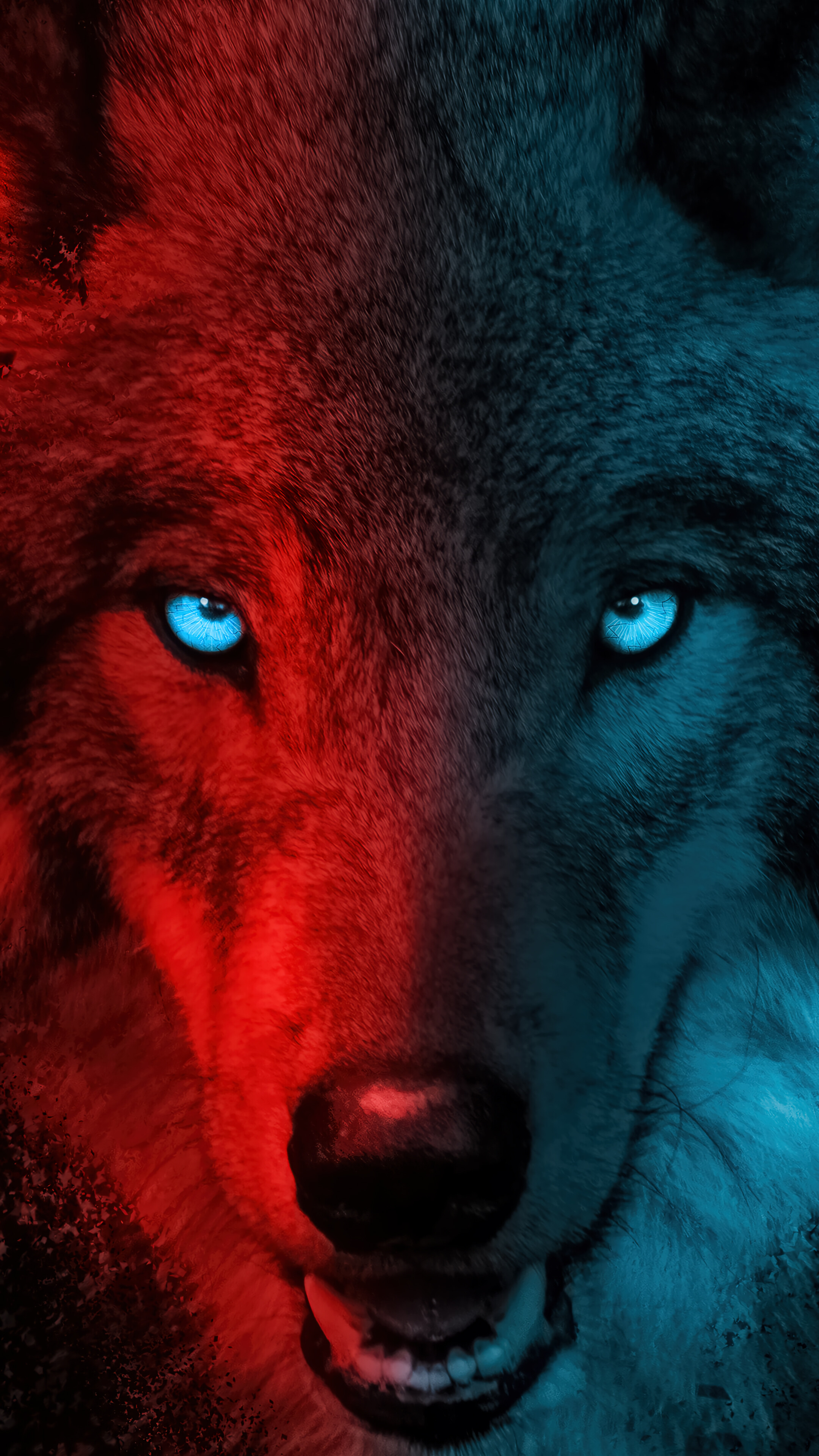 Wolf Dark Background 4K Wallpaper