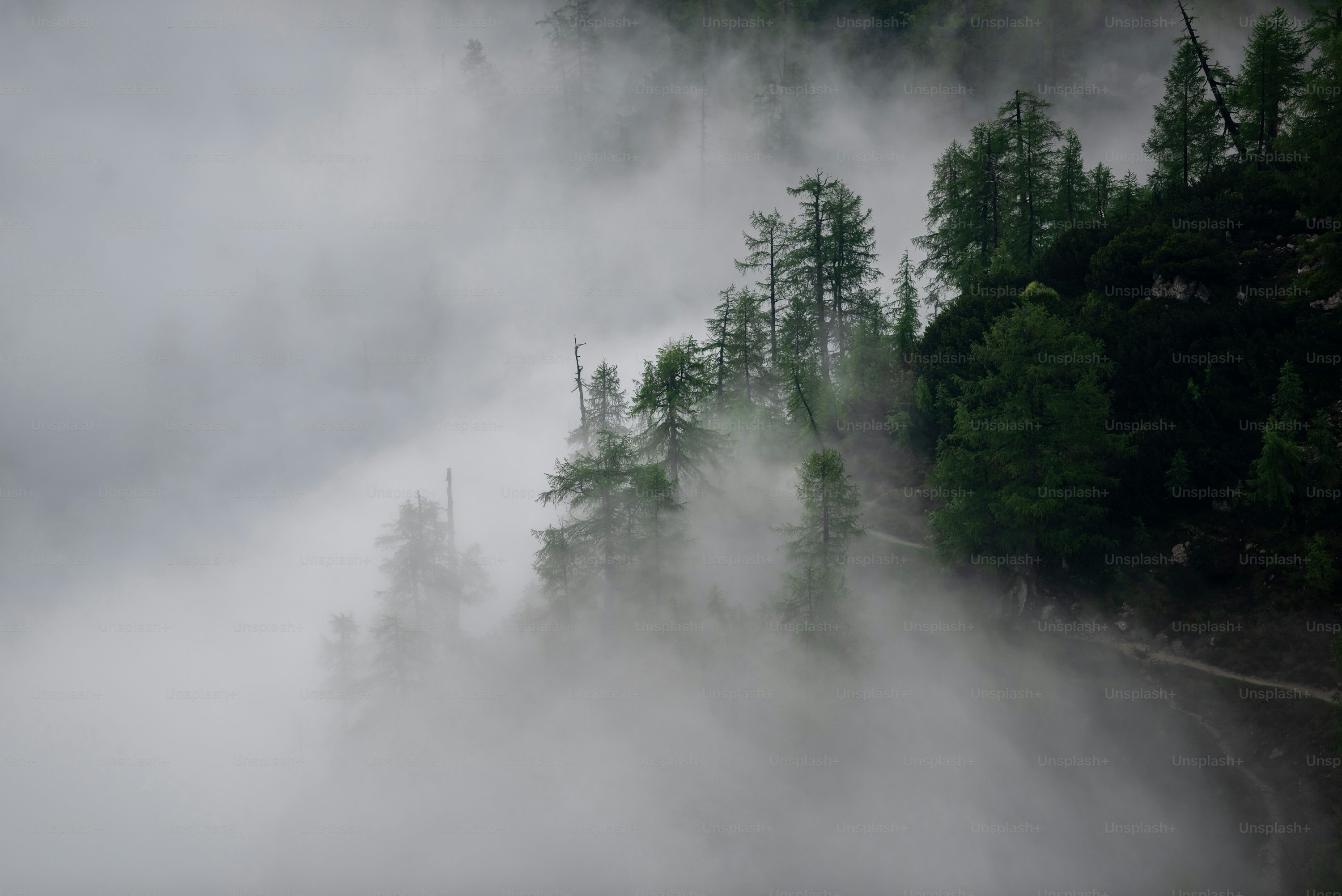 Dark Forest Picture [HD]. Download Free Image