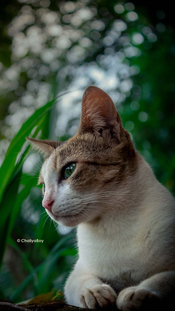 Cat In Forest 4K Ultra HD Mobile Wallpaper for iPhone & Android