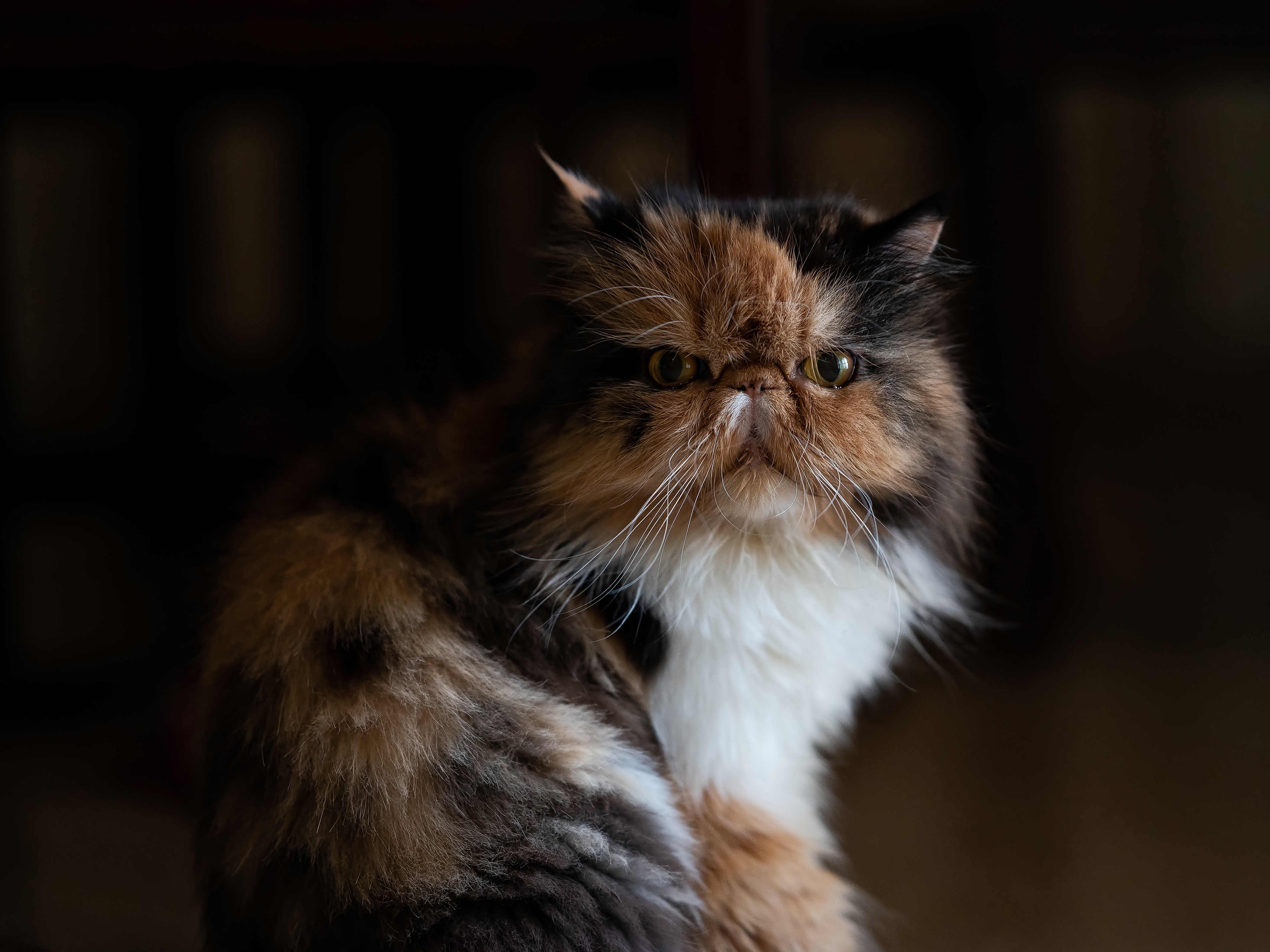 Download Cat Animal Persian Cat 4k