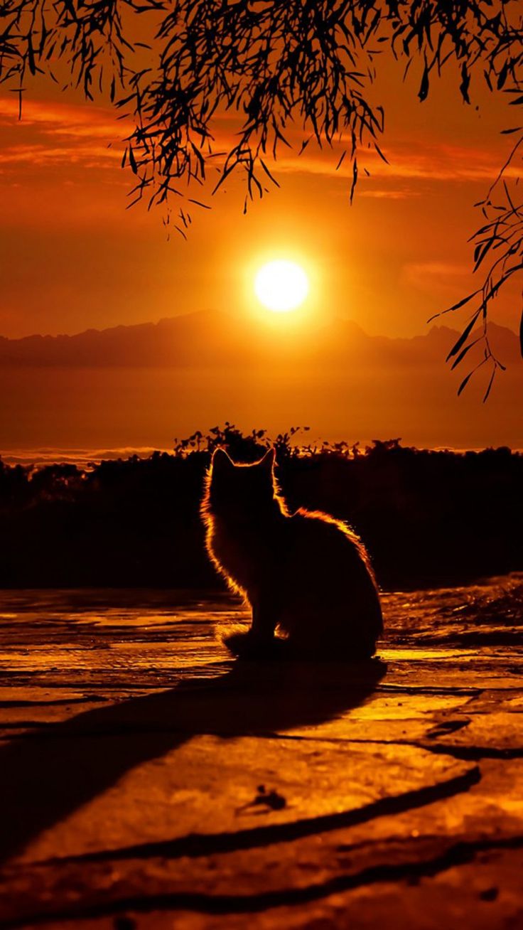 Cat Enjoying Sunset 4K Ultra HD Mobile Wallpaper for iPhone & Android