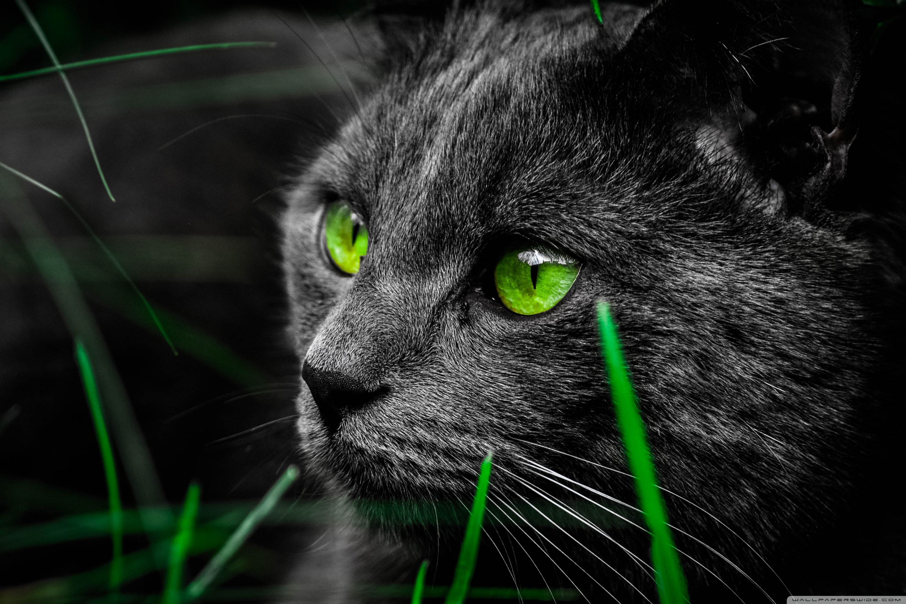 Cat 4K UHD Wallpaper for UltraHD