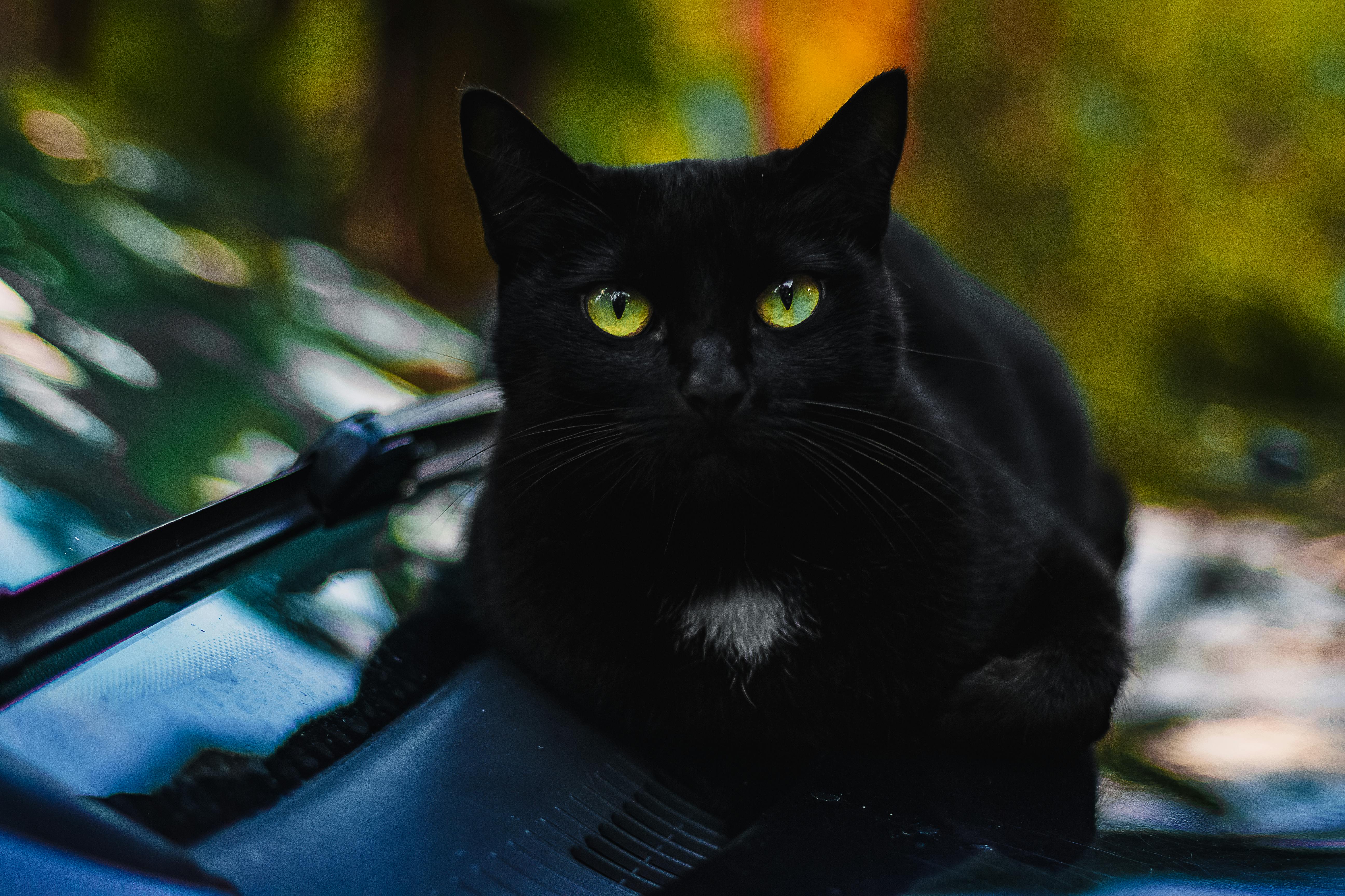 Close Up Photo Of Black Cat · Free