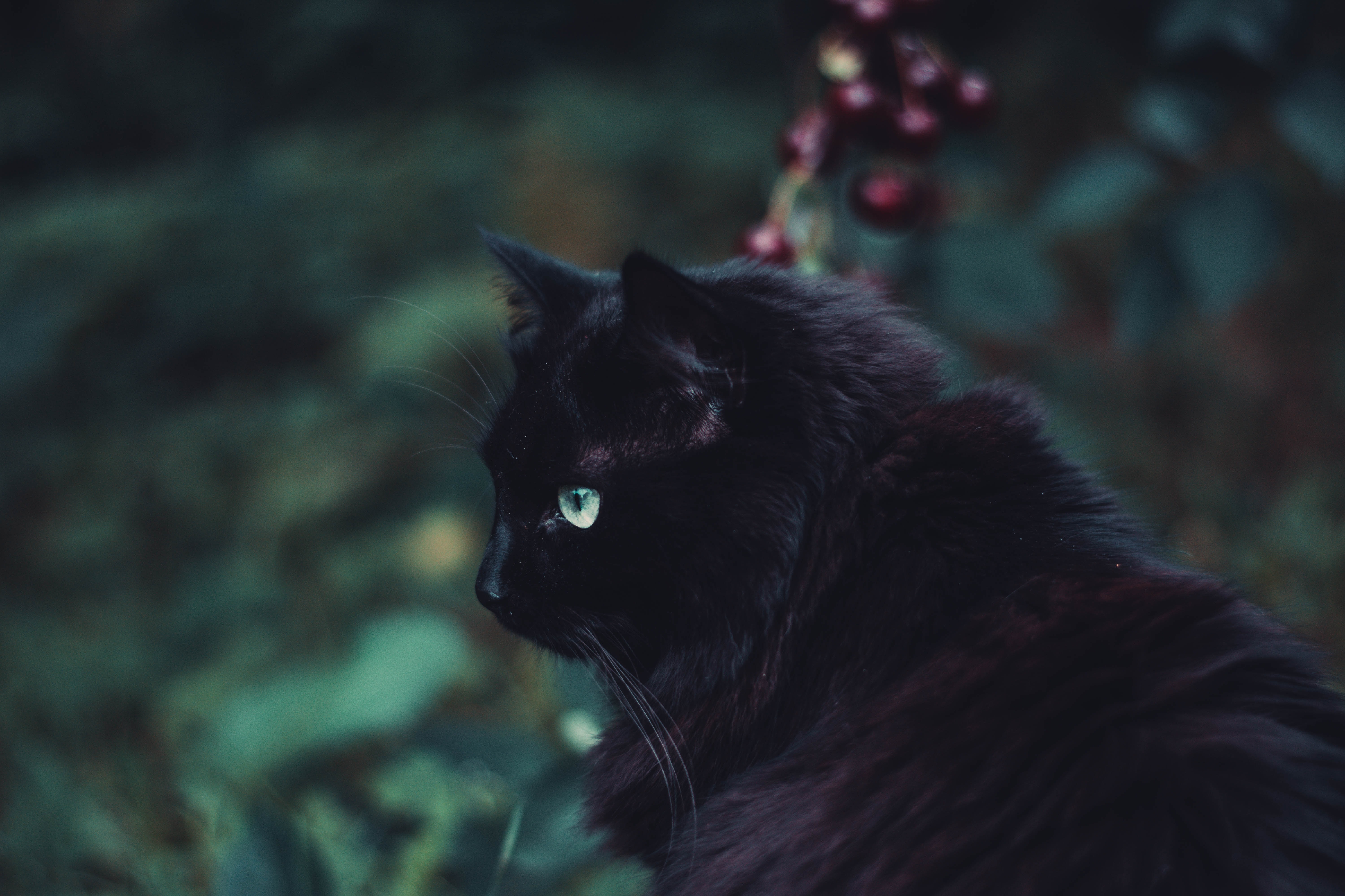 Black Cat Animal Cat 4k Ultra HD Wallpaper