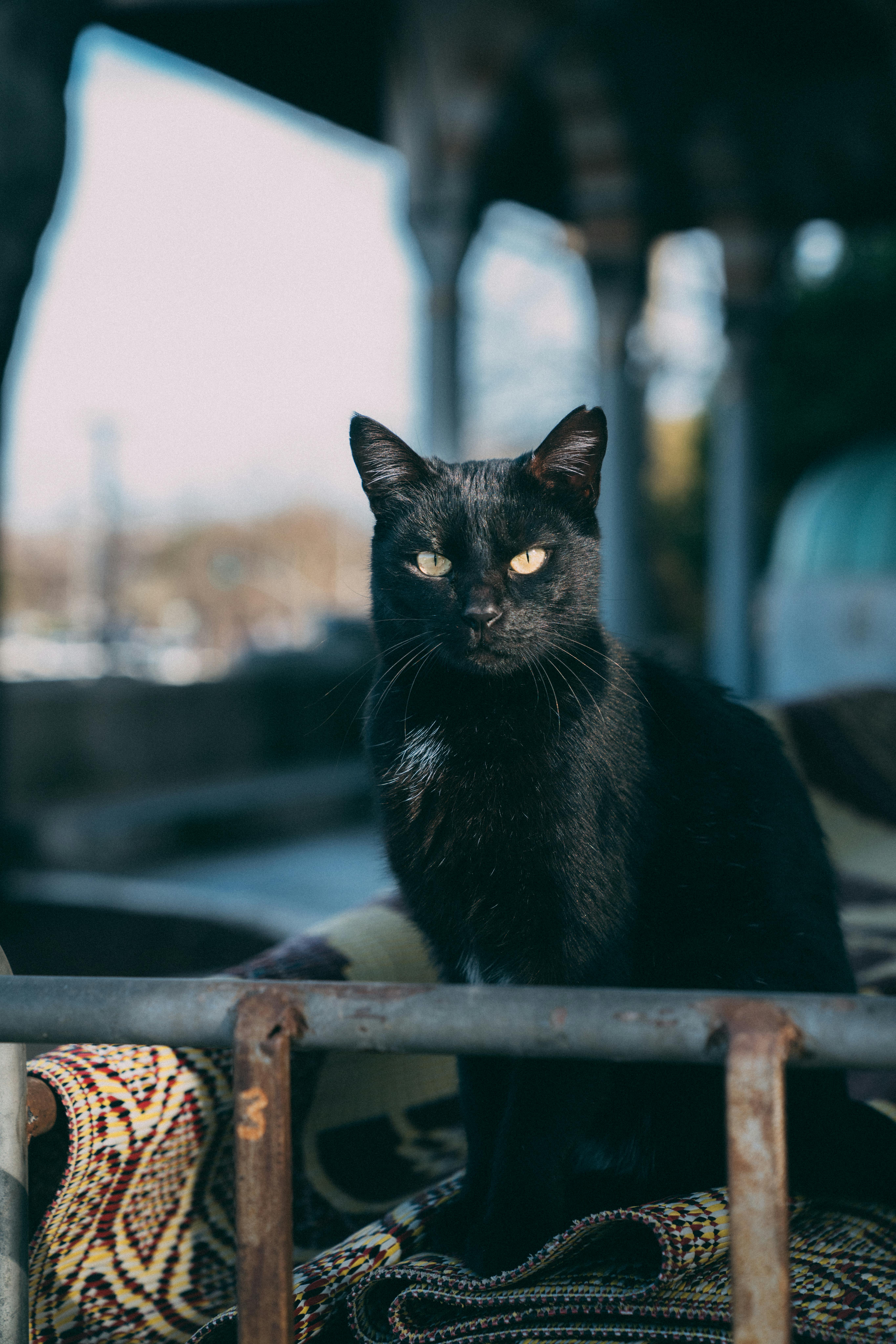 Black Cat Sitting on a Rug