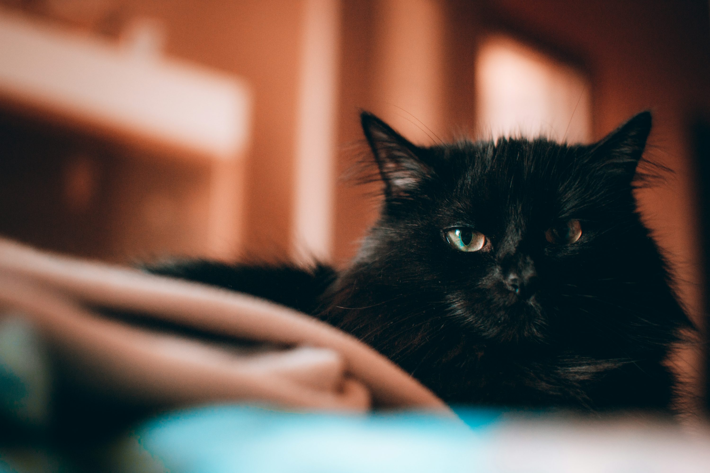 Black cat on blue textile photo