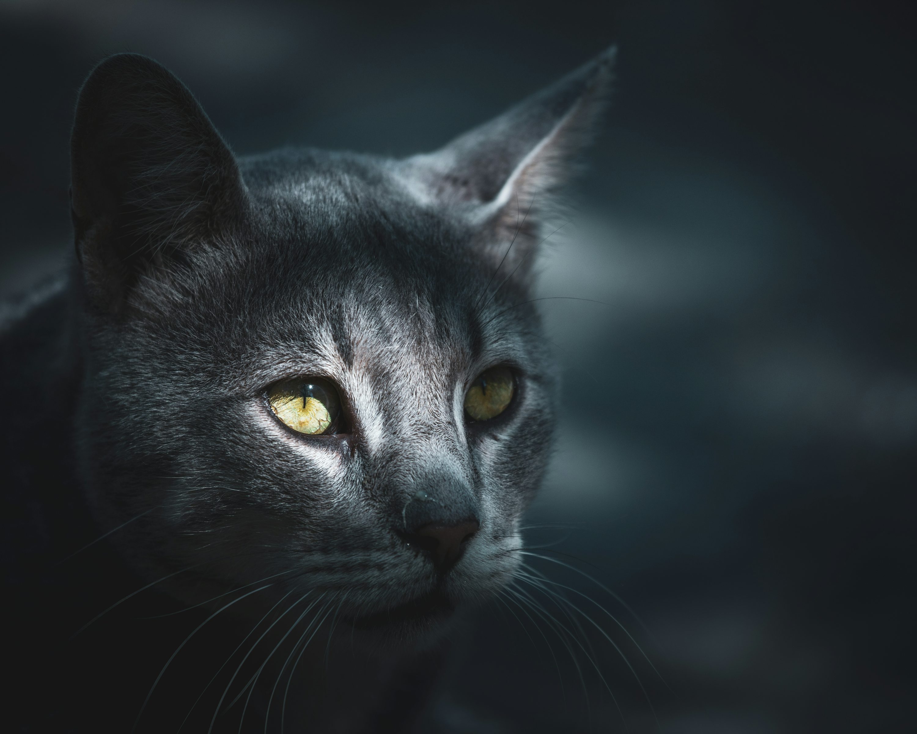 Black cat with yellow eyes photo