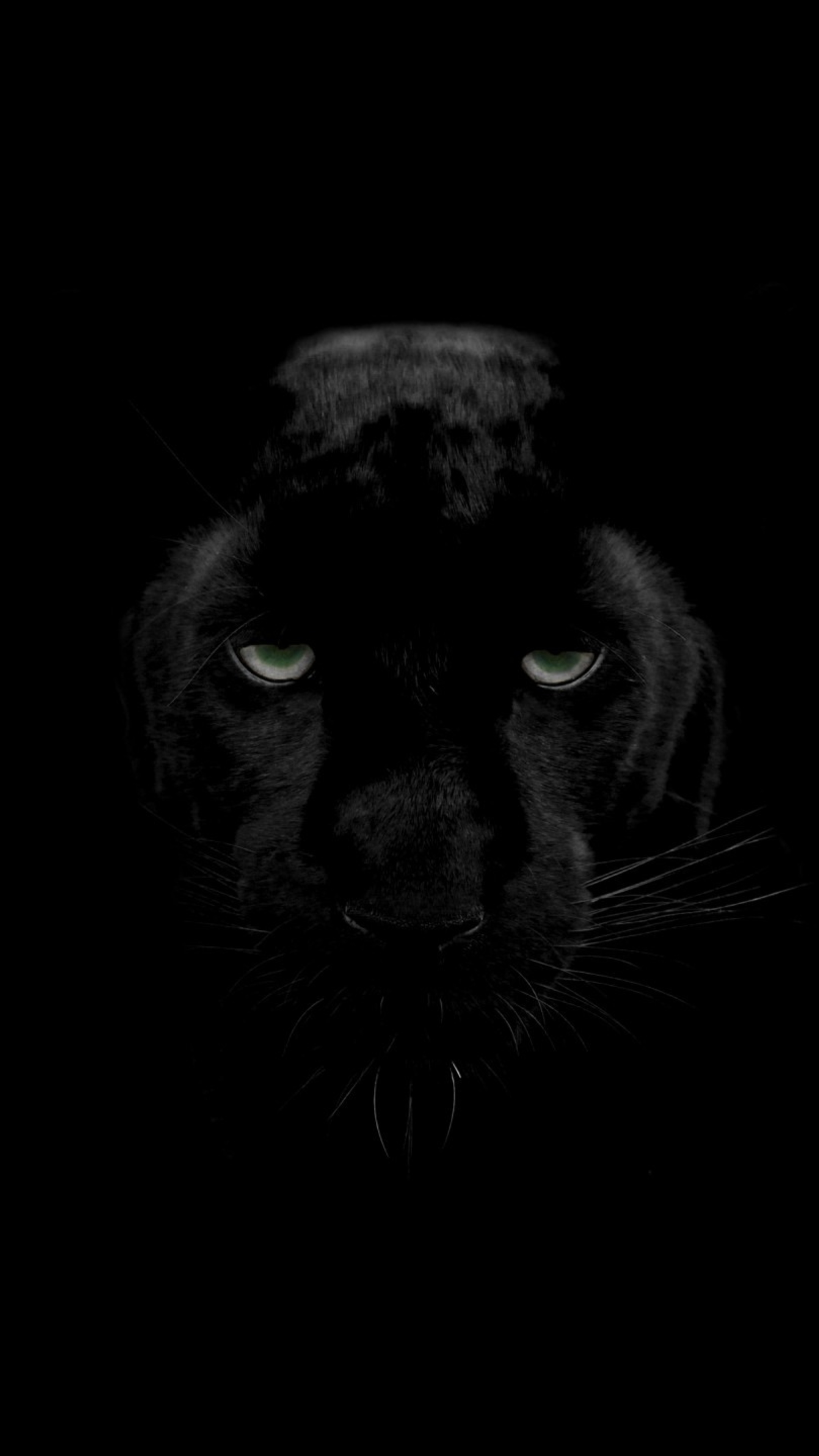 Black Panther (Animal) Wallpaper