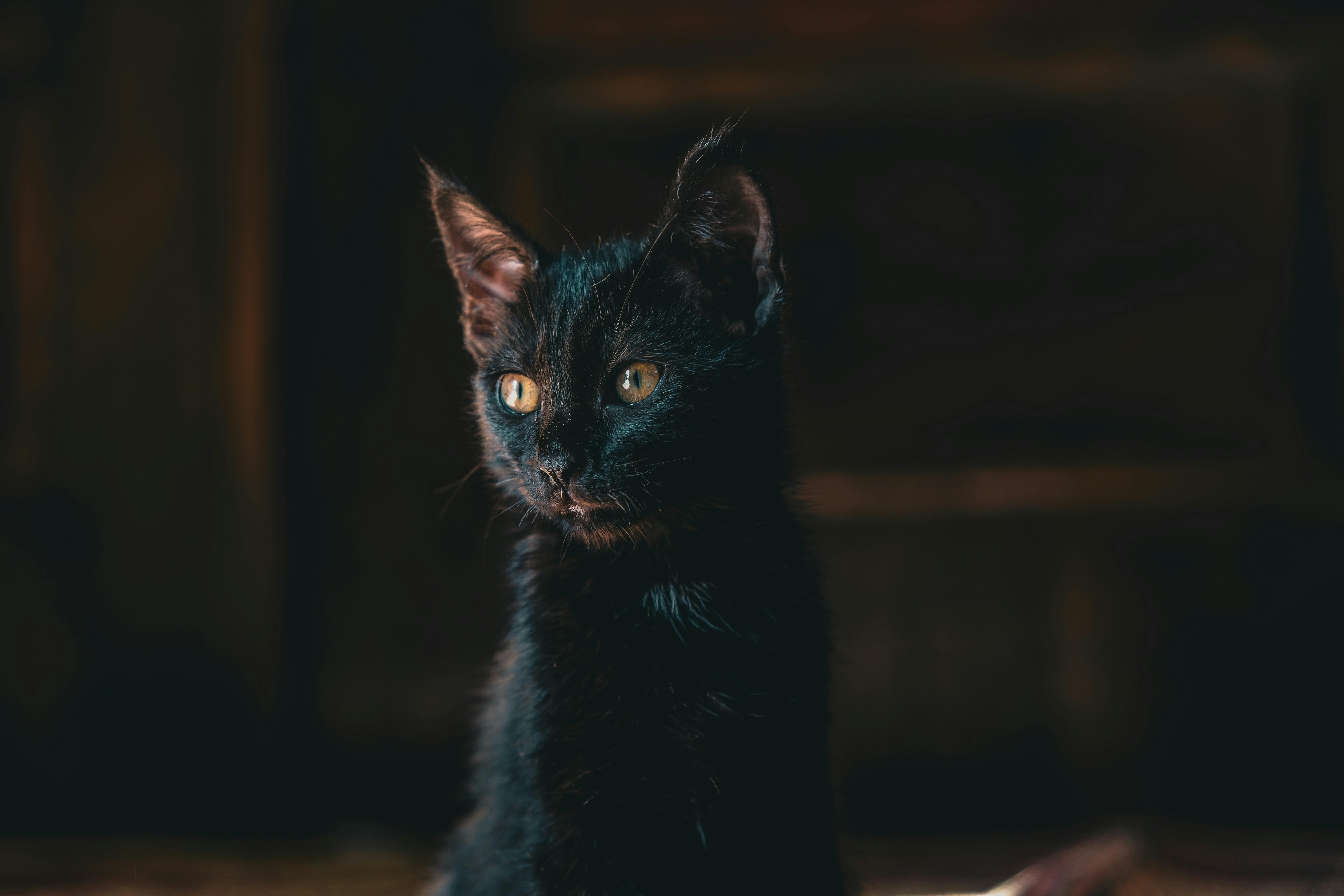 Portrait of Black Kitten · Free