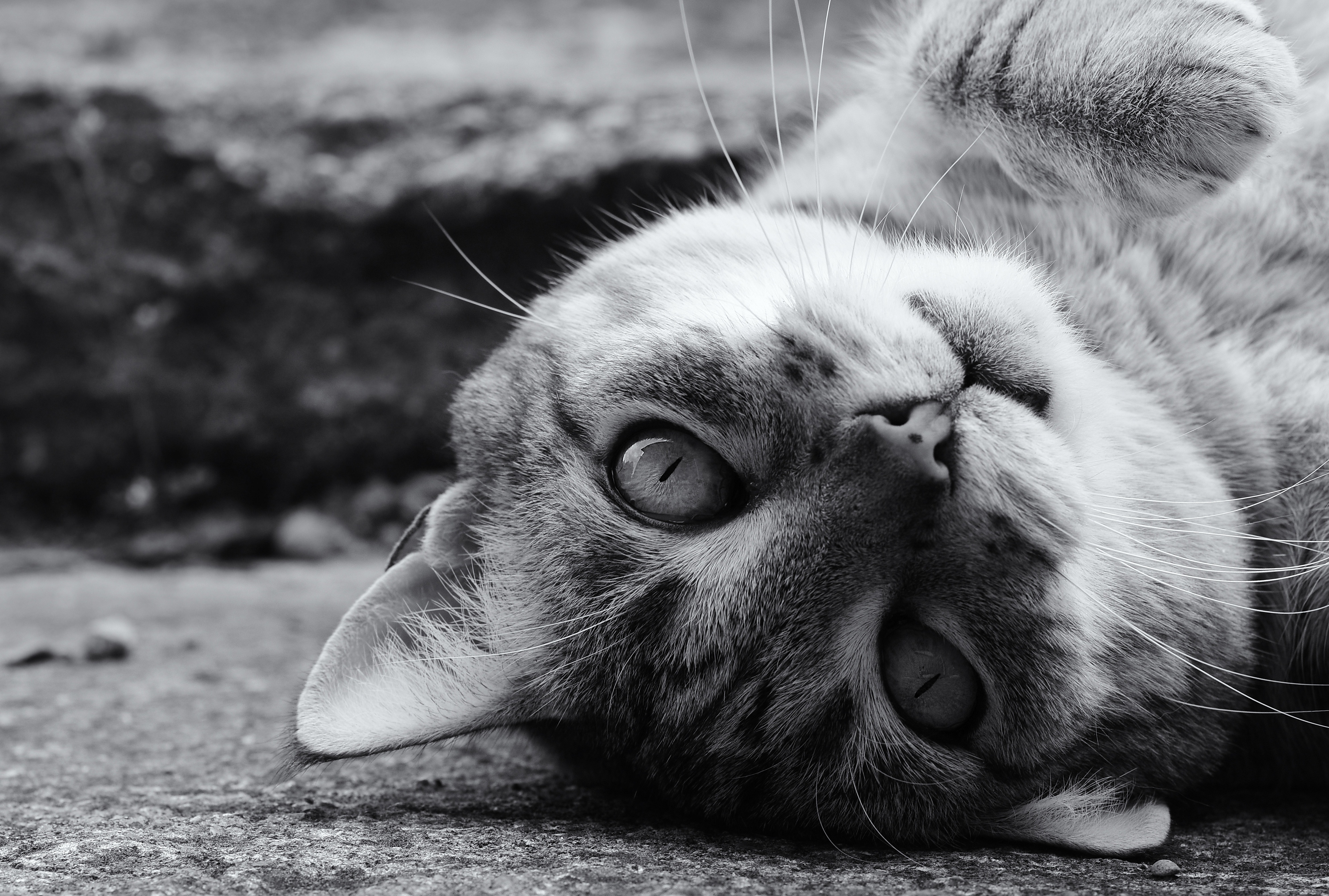 Animal Cat 4k Ultra HD Wallpaper