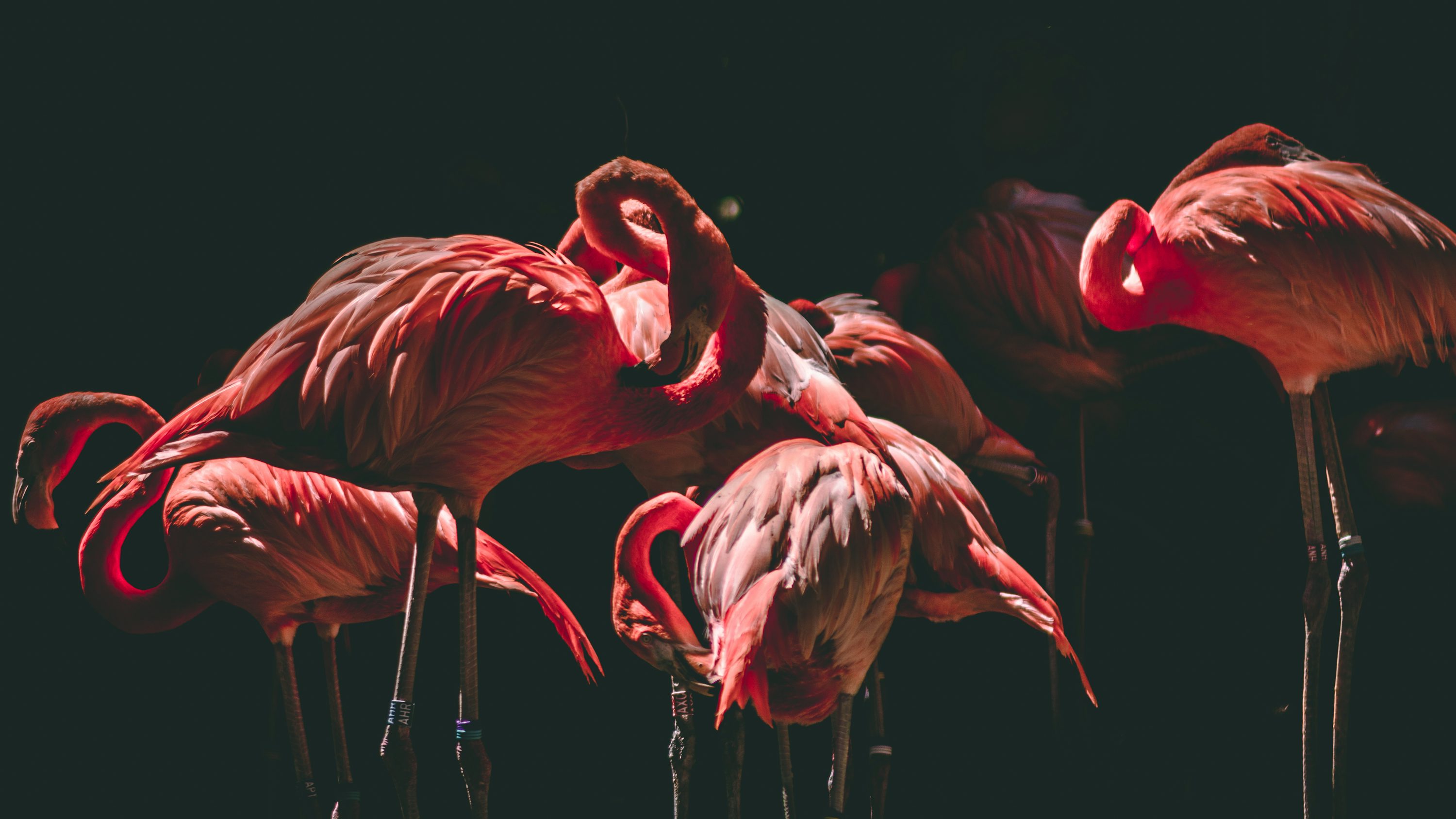 Flamingo Wallpaper: Free HD Download