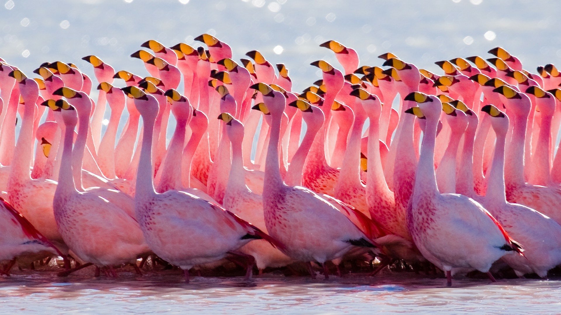 Pink Flamingo Close Up HD Wallpaper