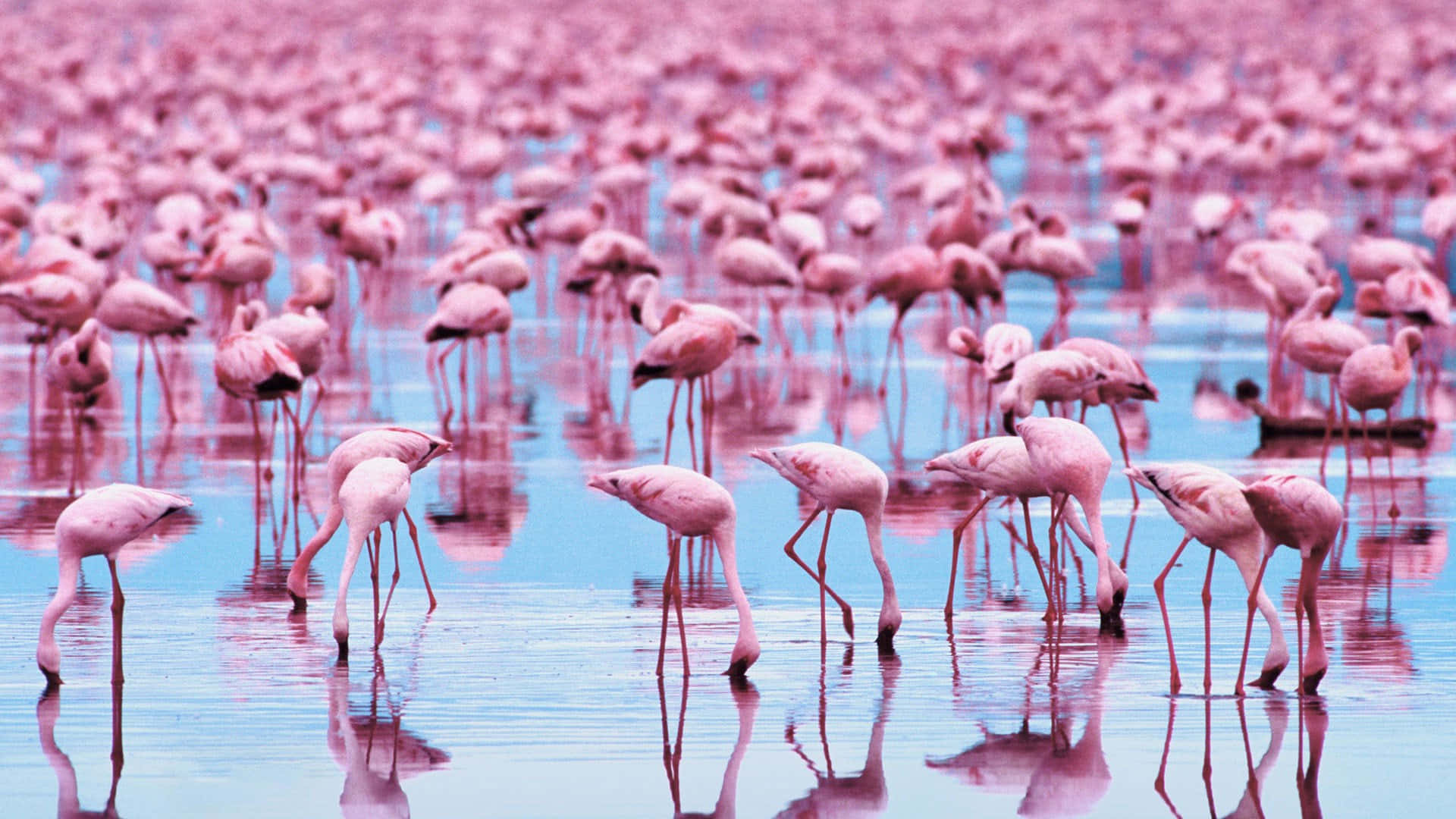 pink flamingo laptop Wallpaper