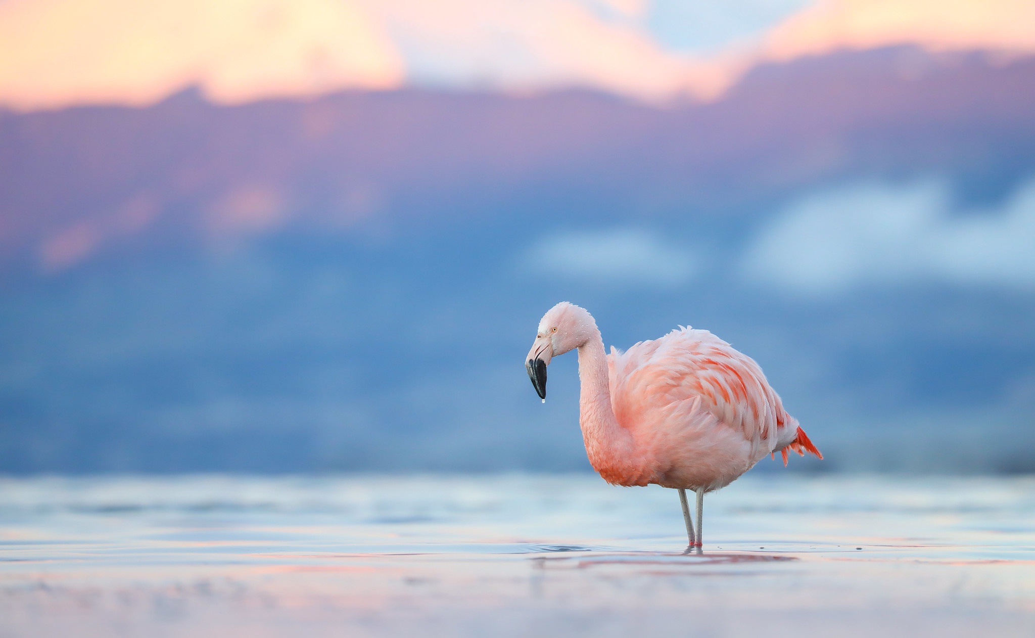Download Bird Animal Flamingo HD Wallpaper
