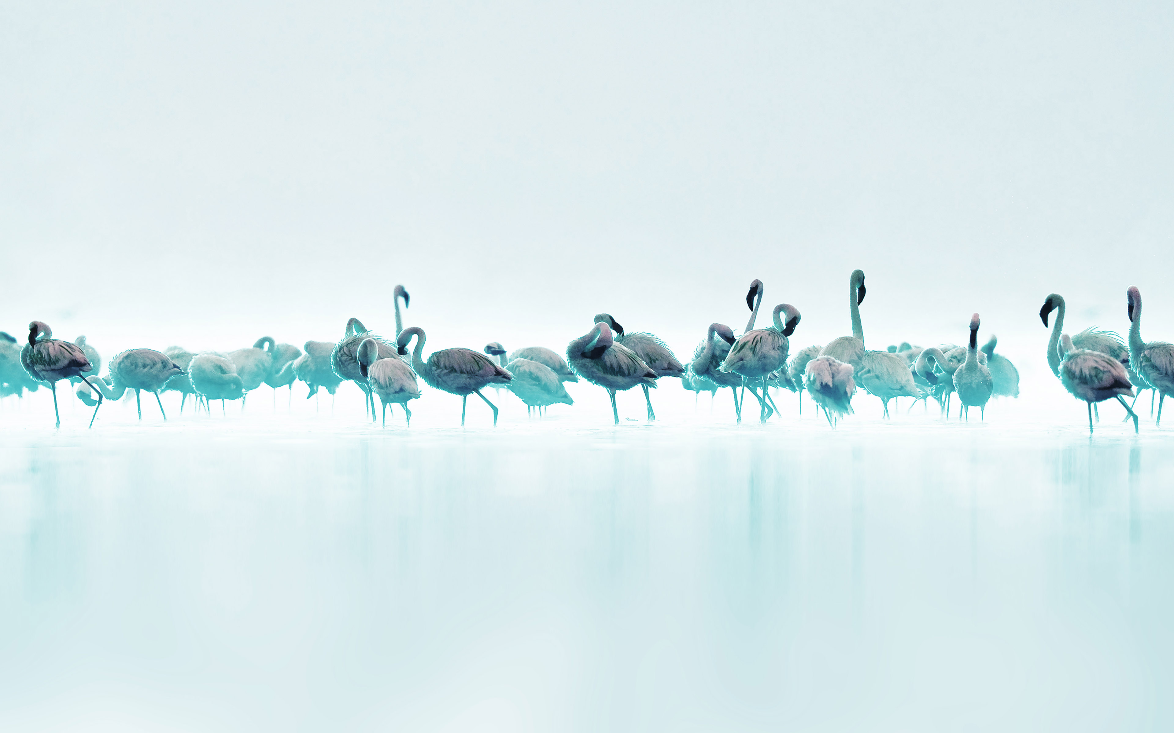 Flamingos Blue Peace Animal Nature