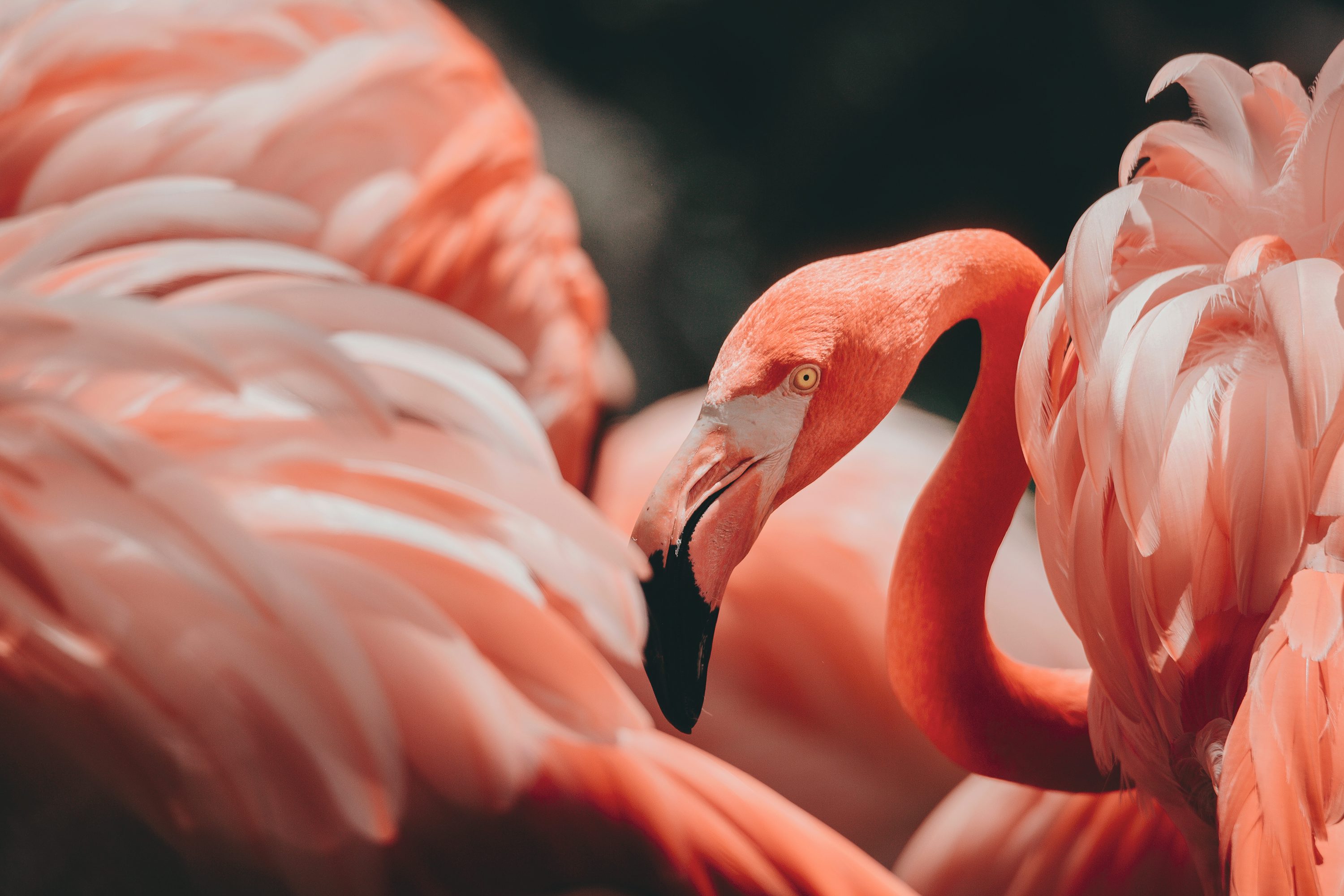 Flamingo Wallpaper: Free HD Download