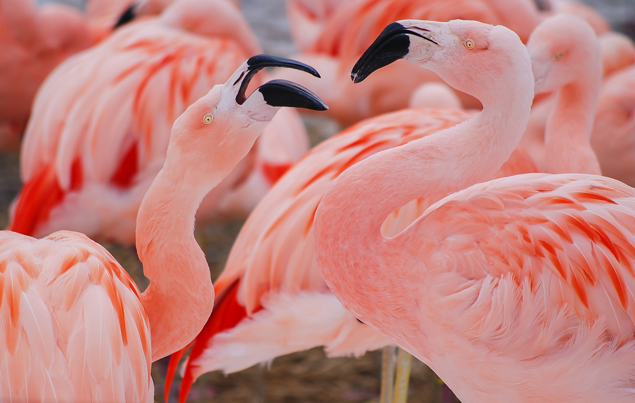 Beak Bird Animal Flamingo HD Wallpaper