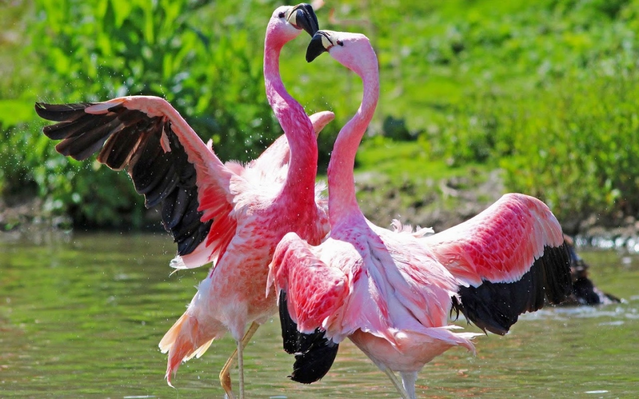 Flamingo Live Wallpaper 1.4 Free Download
