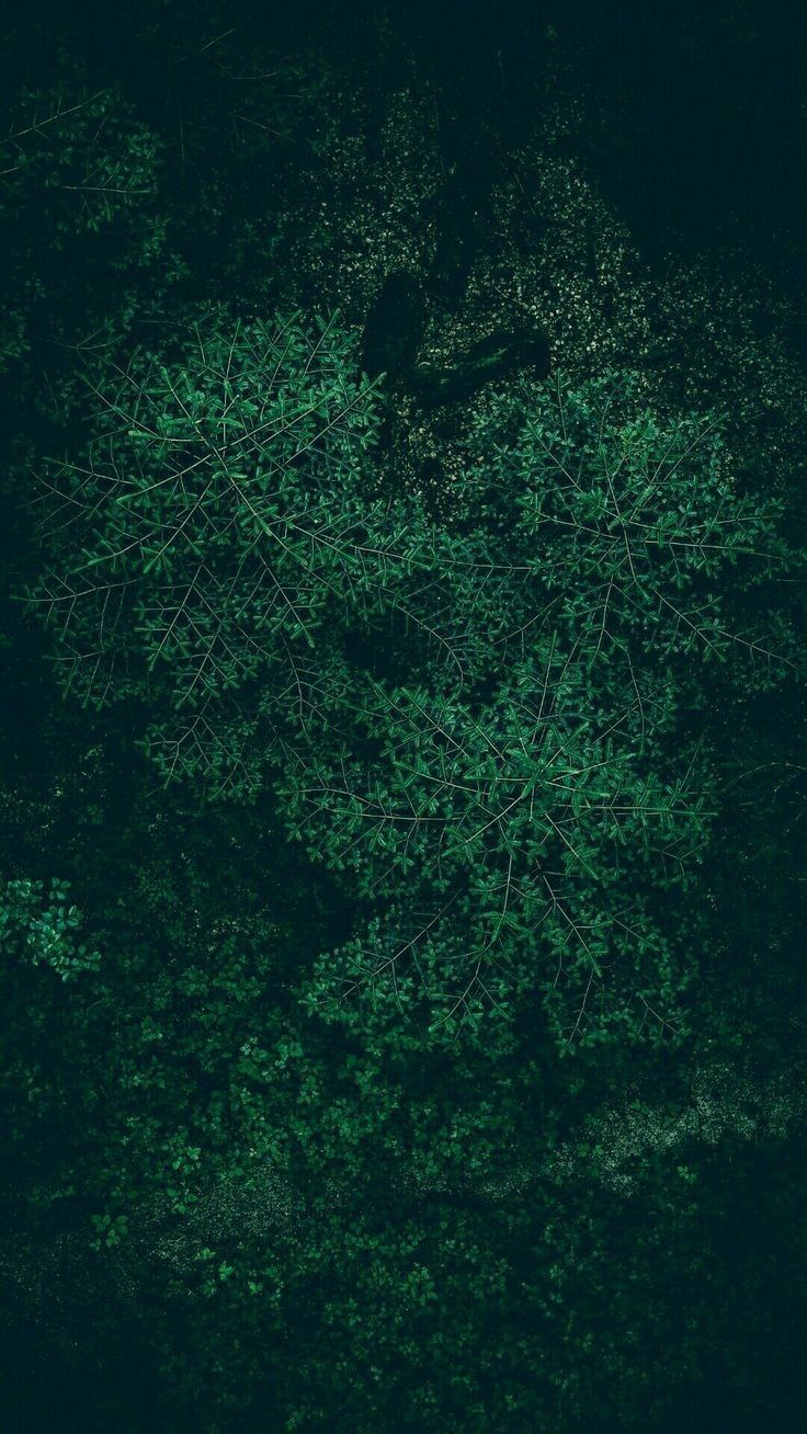 Dark Green Phone Wallpaper Free