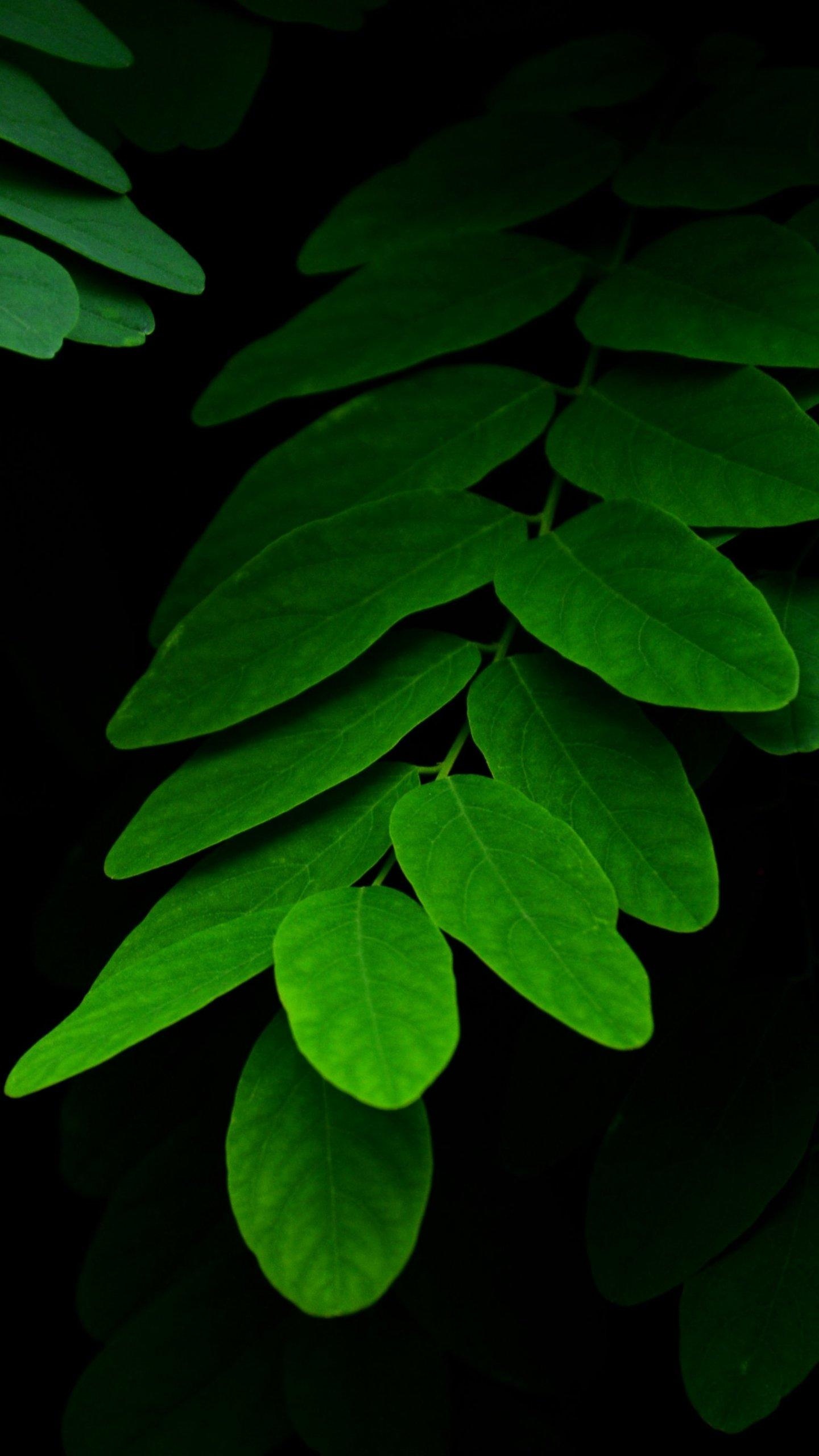 Green Leaf Wallpaper