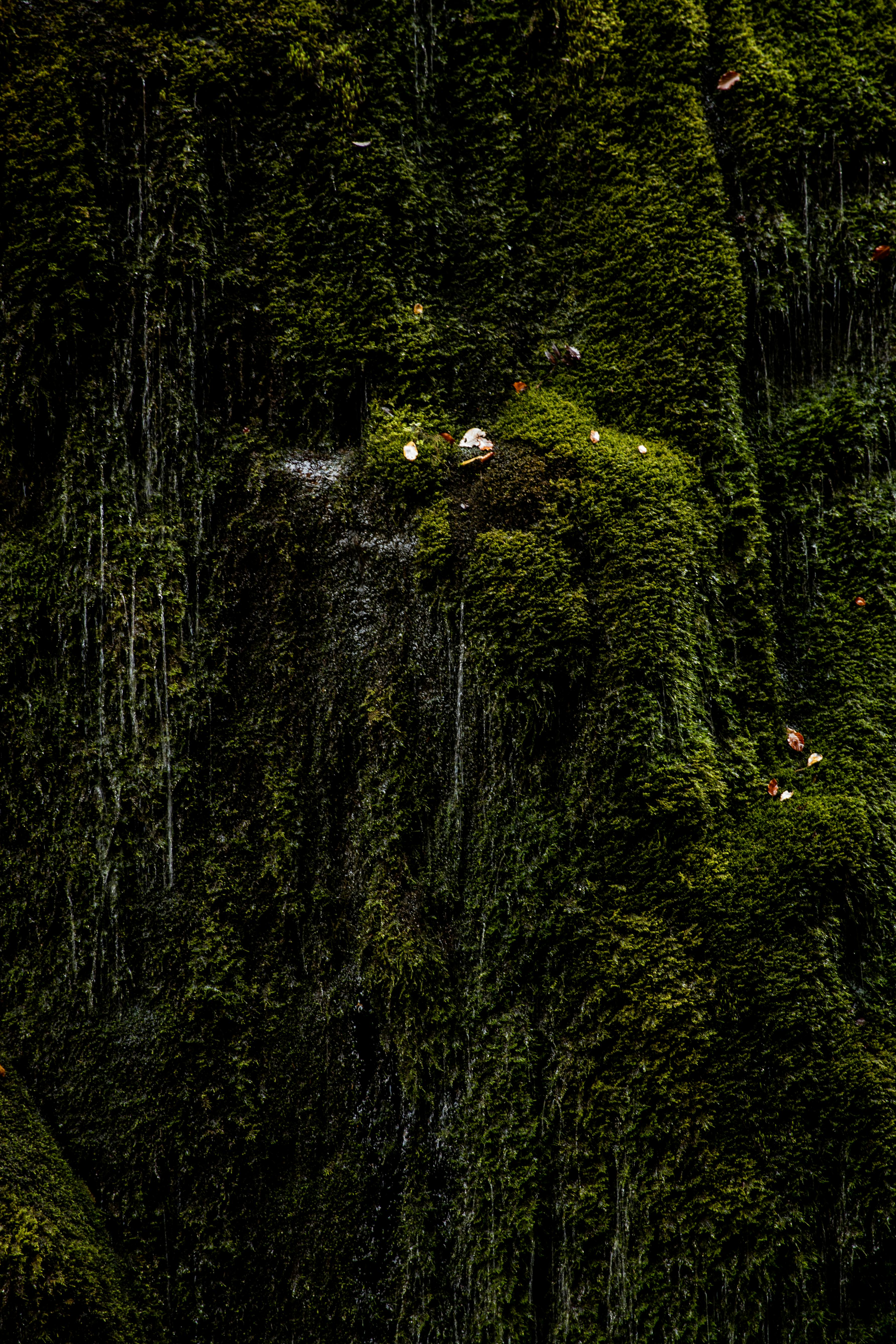 Rock with green growing moss · Free