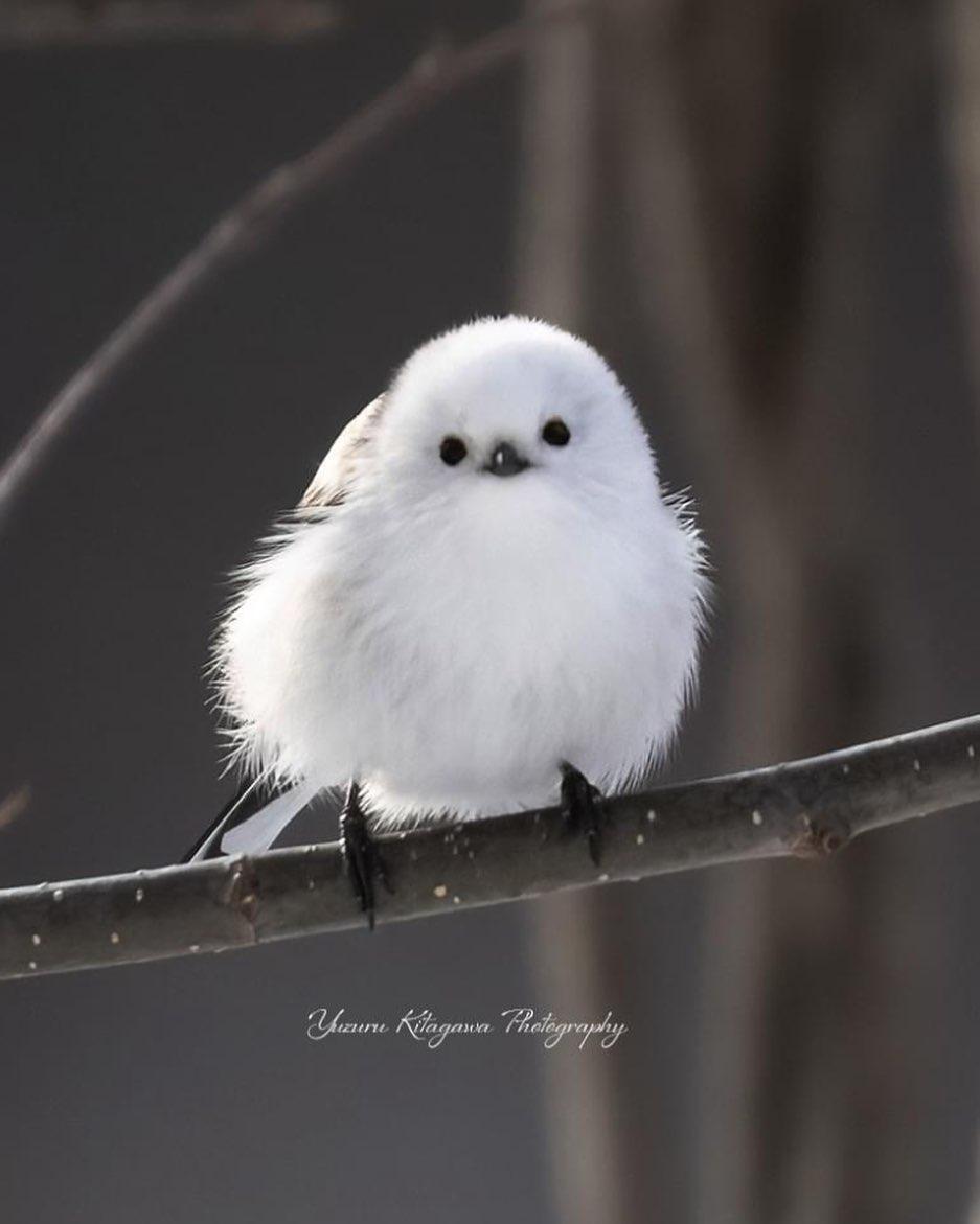 Cuteness Overload: The Tiny Cotton Ball