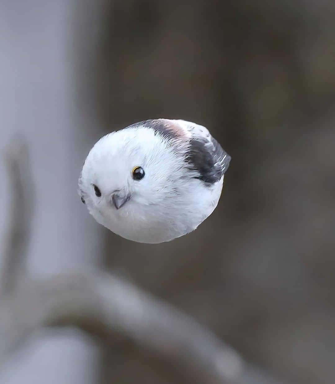 tiny bird is a long tailed tit