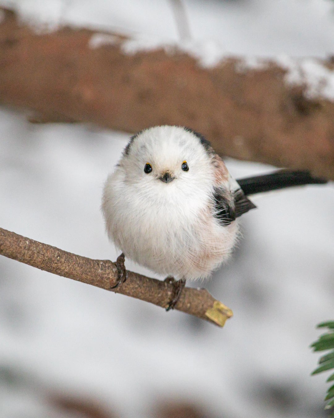 Long tailed tit. Probably the cutest