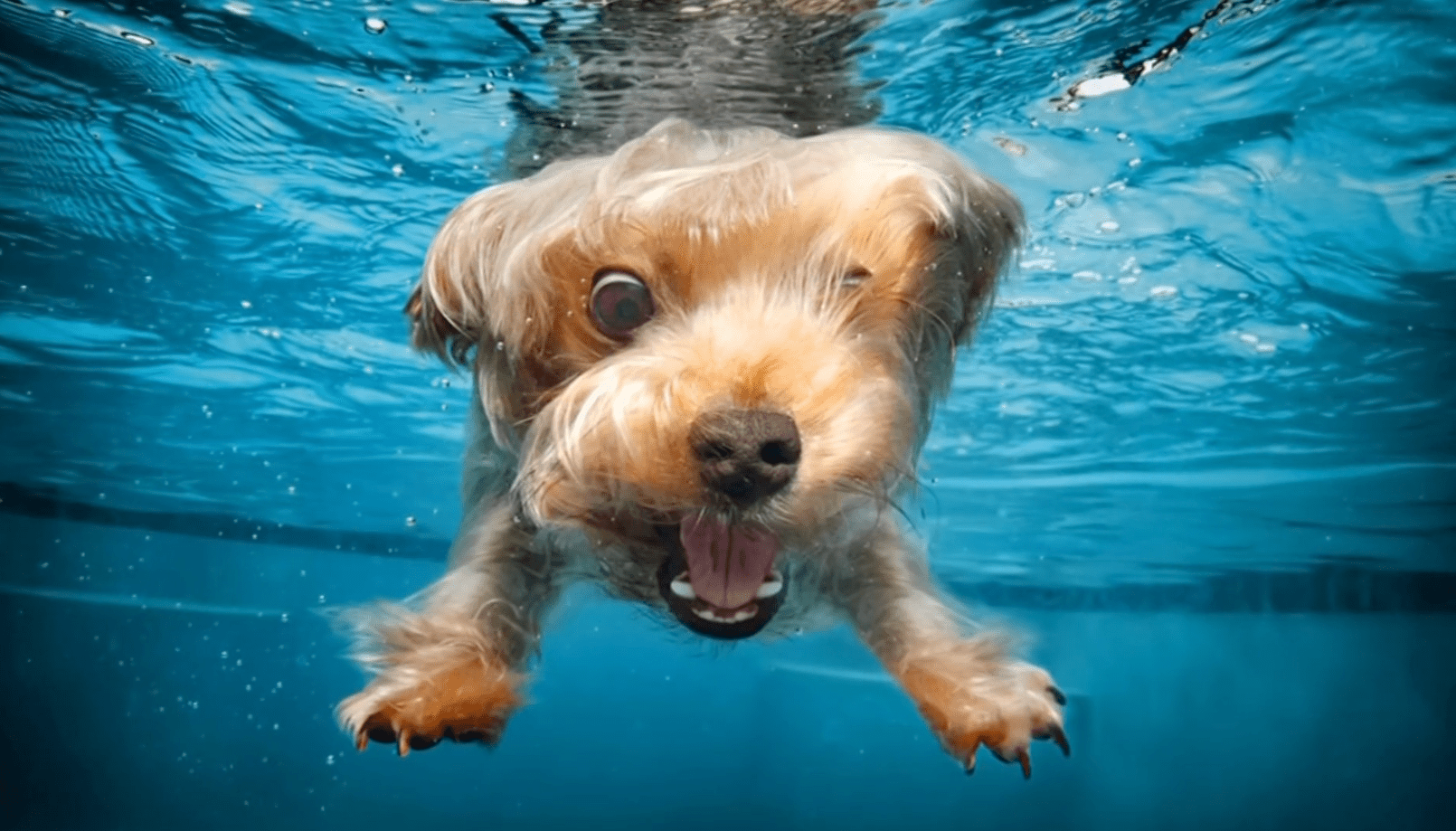 unique dog portraits