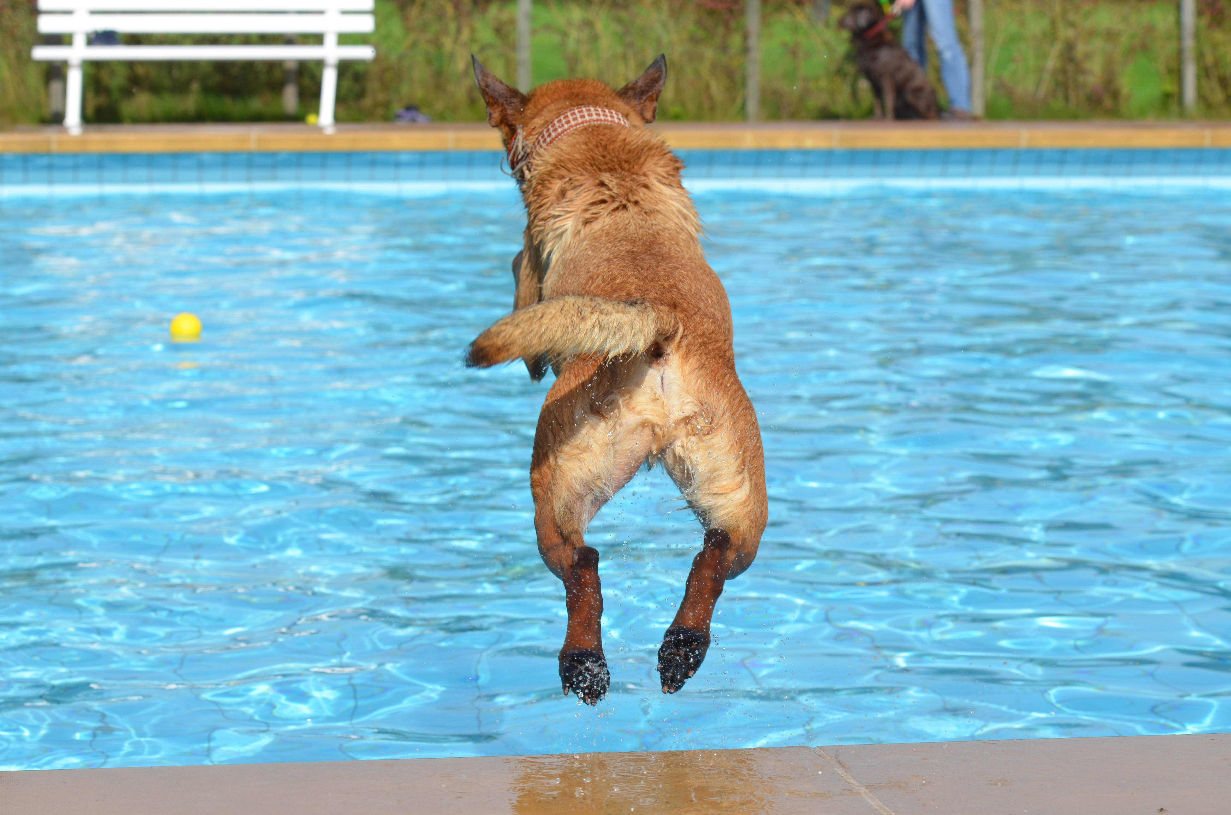 belgian shepherd dog, outdoor pool