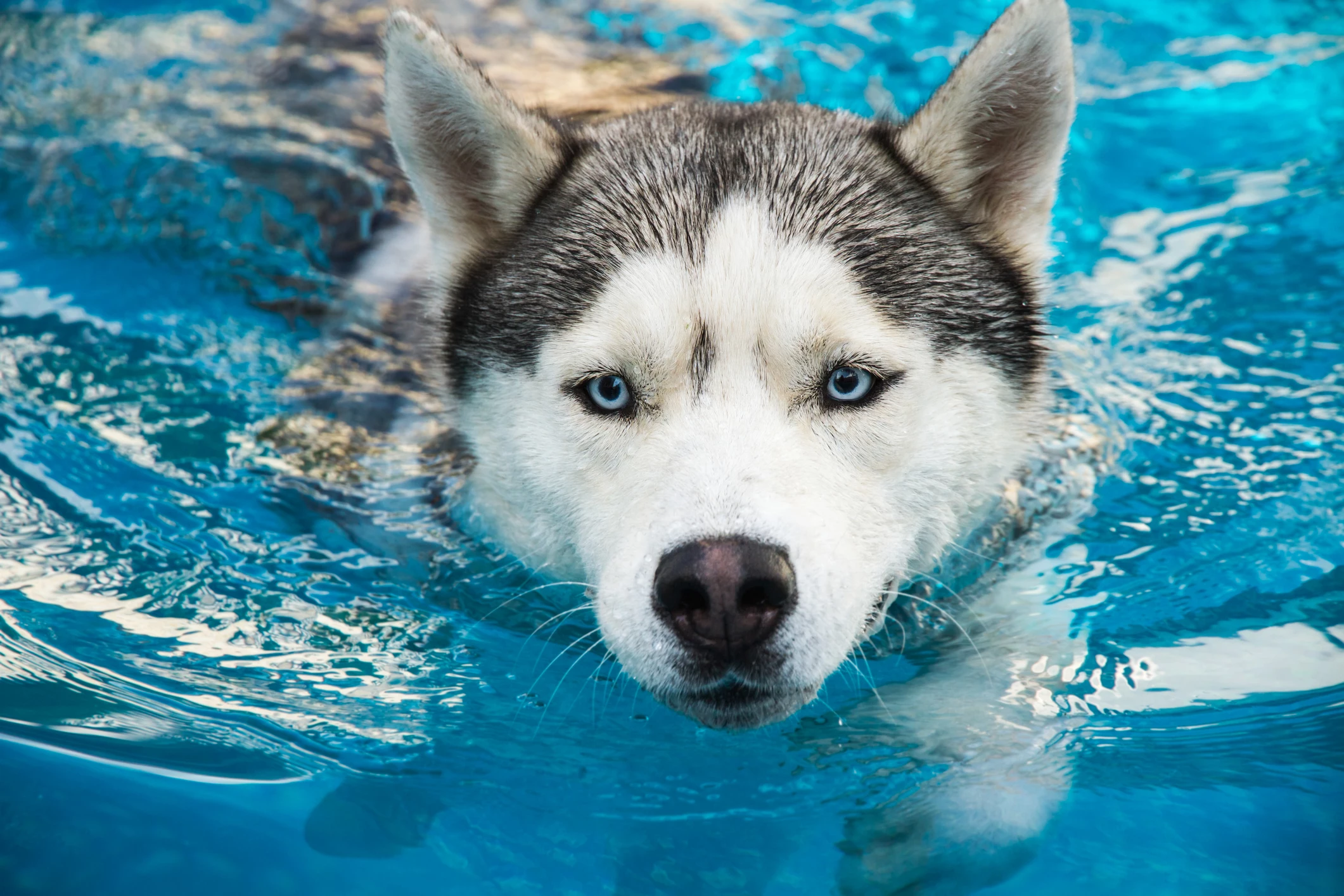 It's A Swimming Party for Your Dogs